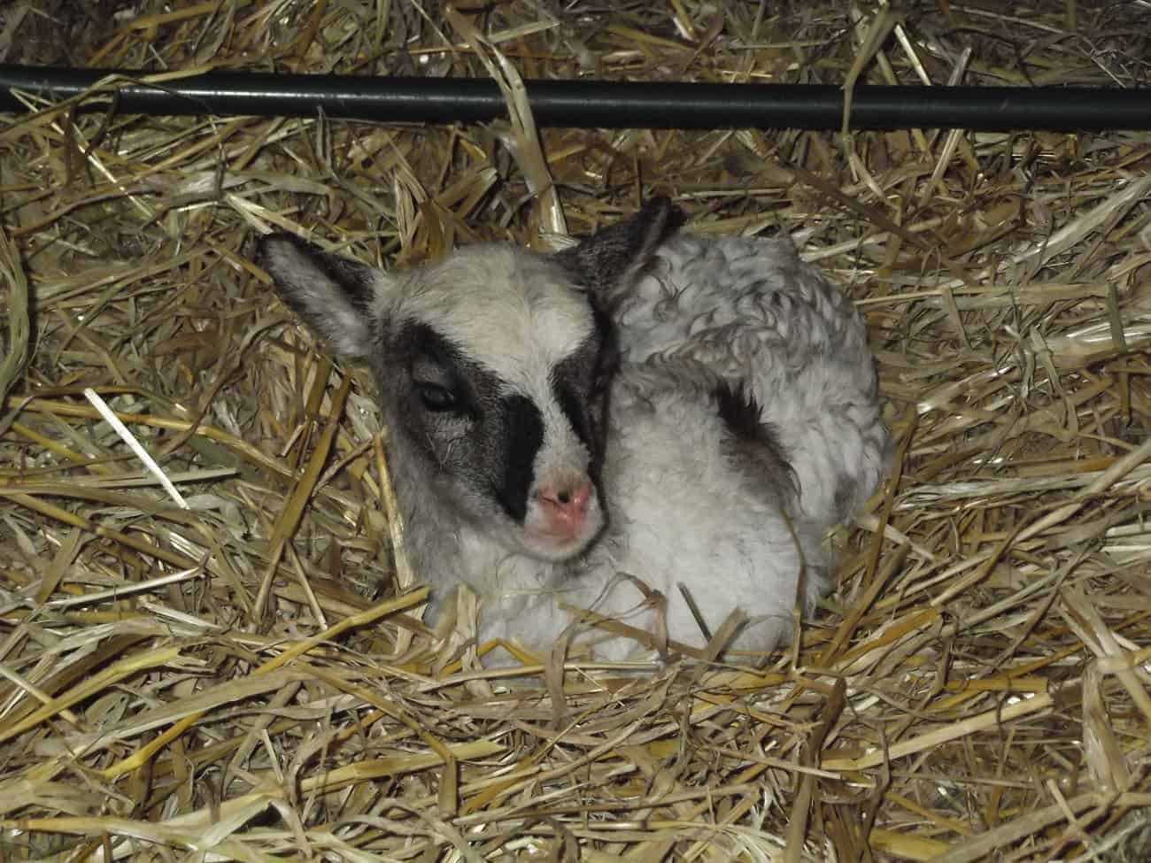 patchwork sheep newborn lamb soay cross shetland spotted ewe Fern
