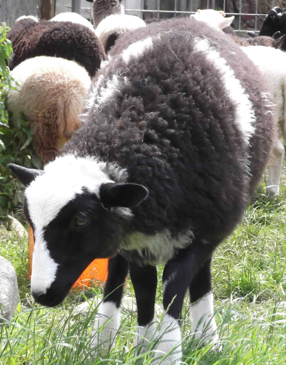 Holly pet lamb sheep jacob cross shetland spotted black grey white wales gwynedd kids farm life lamb