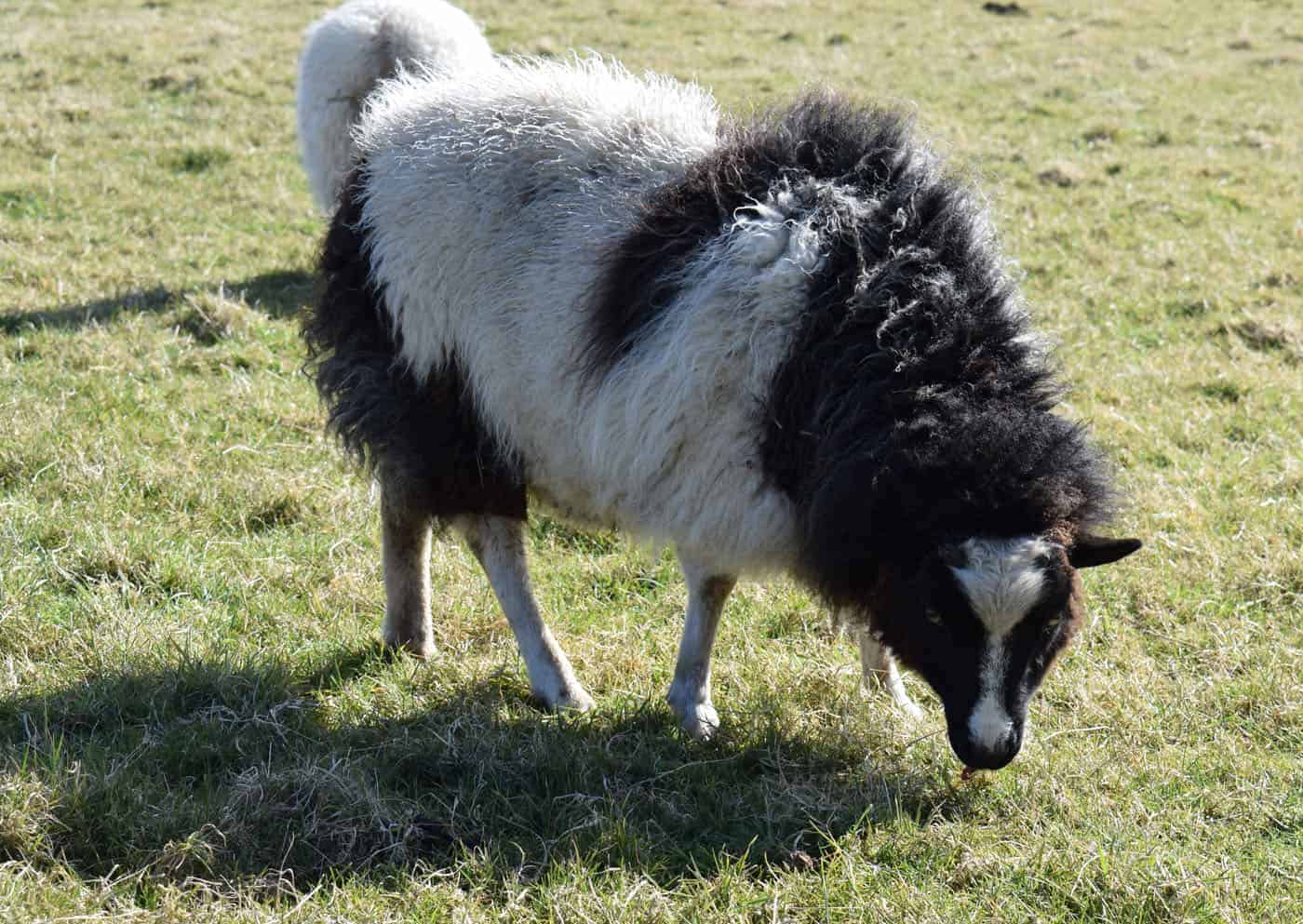 patchwork sheep phlox hill ewe black white soay shetland jacob cross sheep