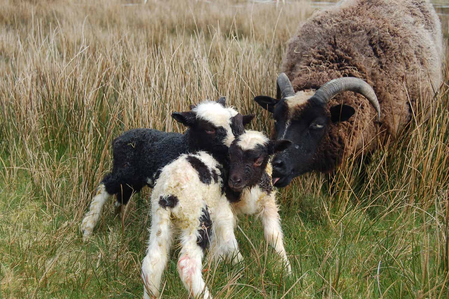 Minnie jacob cross shetland sheep patchwork sheep kind fibre wool triplet ewe lambs