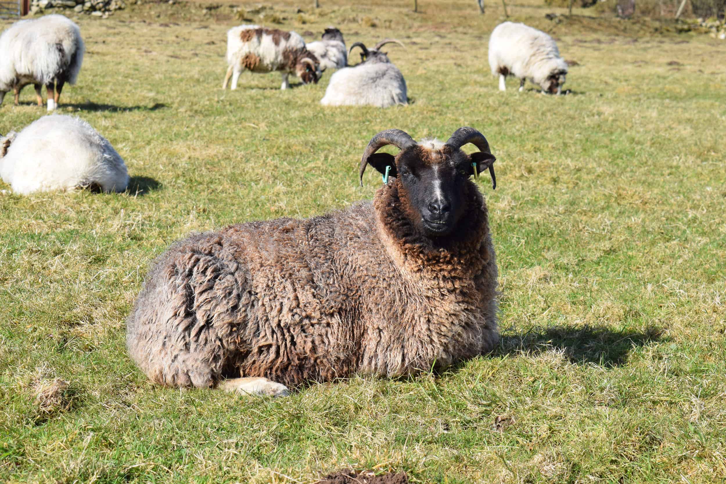 Minnie jacob cross shetland sheep patchwork sheep kind fibre lavender grey