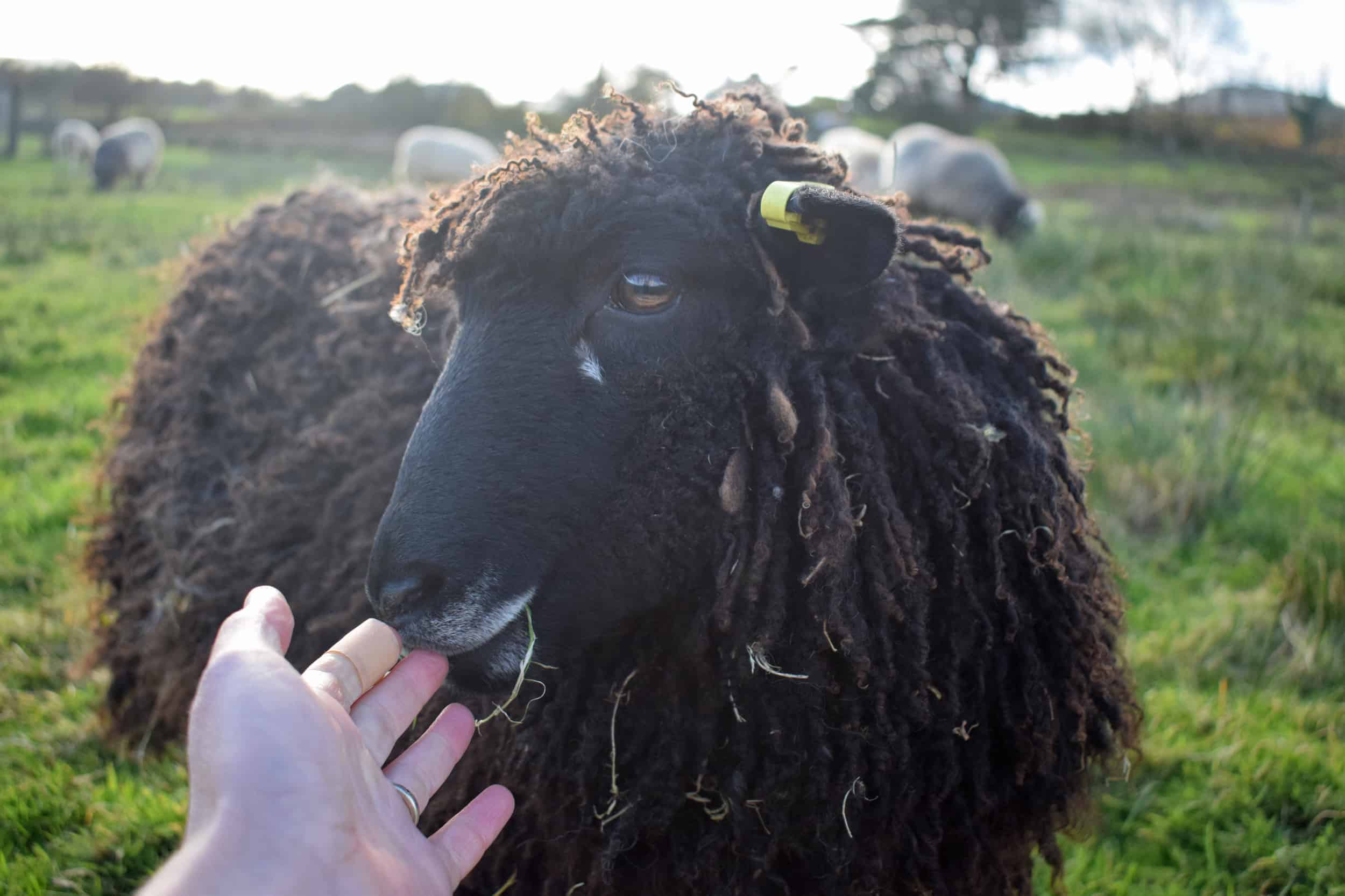 Tatty longwool lamb races coloured leicester longwool shetland gotland sheep ewe lamb kind fibre sheep frendly ethical wool products cross 3