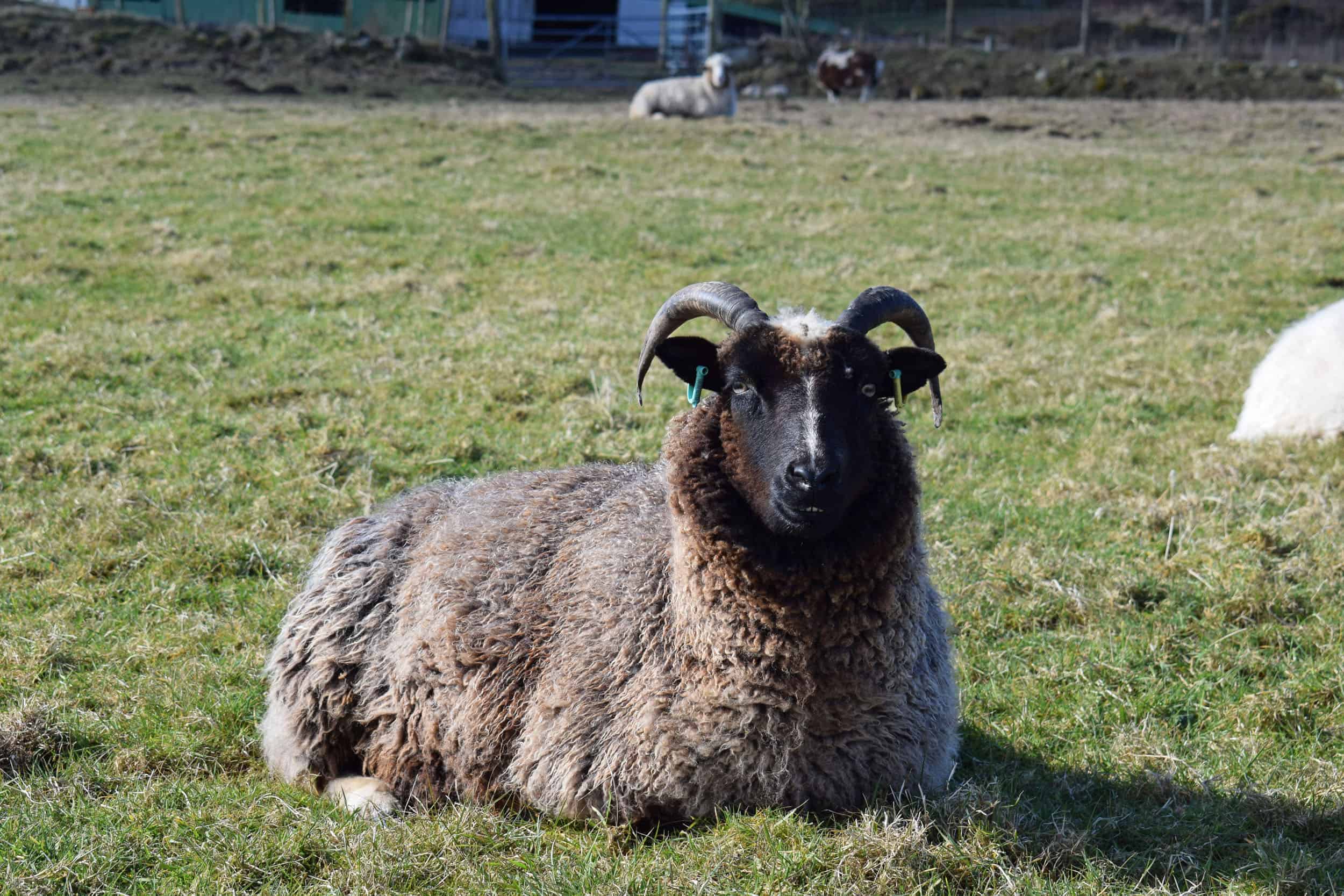 Minnie jacob cross shetland sheep patchwork sheep kind fibre
