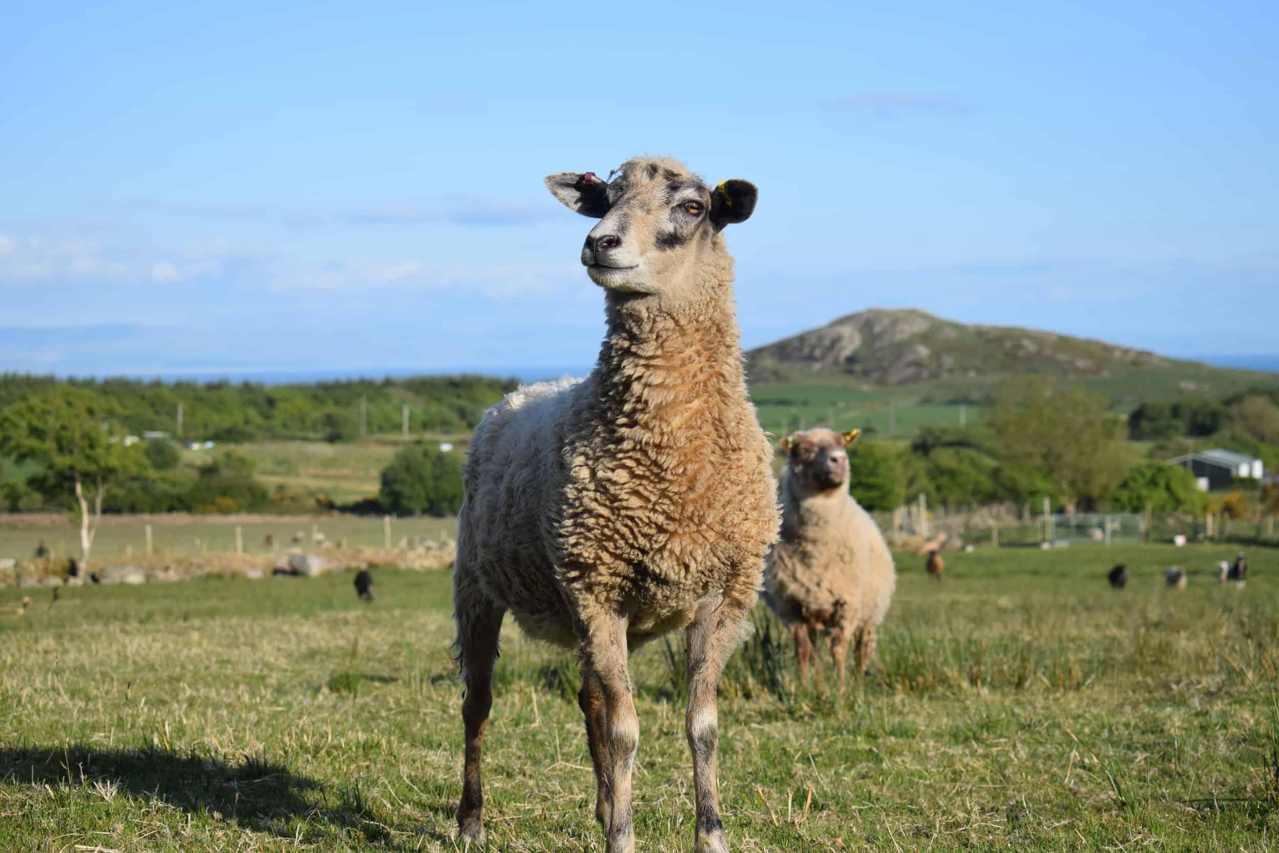 jemima crossbreed sheep beautiful ewe coloured leicester longwool cross gotland shetland sheep 2