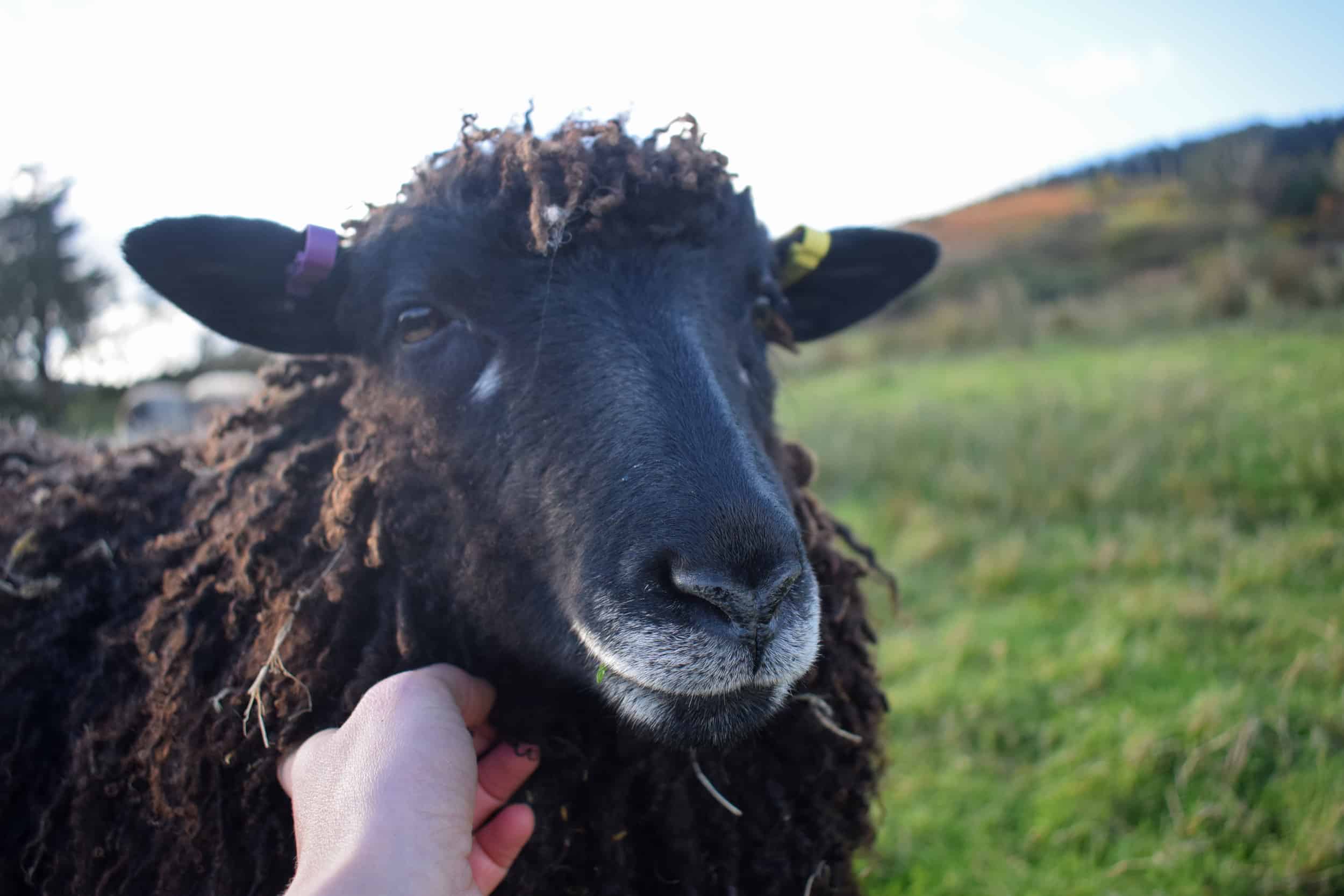 Tatty longwool lamb races coloured leicester longwool shetland gotland sheep ewe lamb kind fibre sheep frendly ethical wool products cross pet