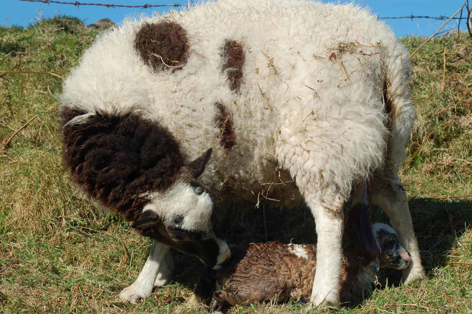 patchwork sheep lambing soay cross shetland spotted ewe Fern