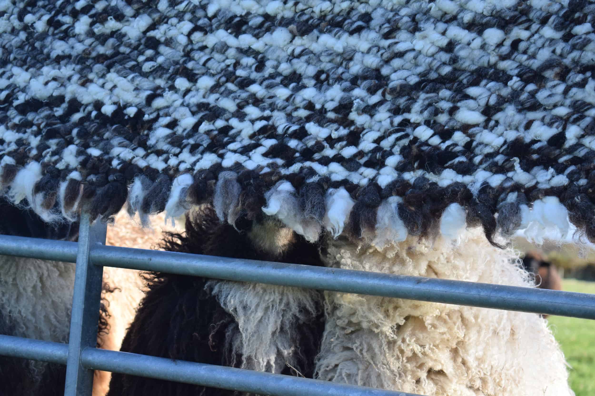 pegloom large woven wool rug throw handmade brown white sweep patchwork sheep
