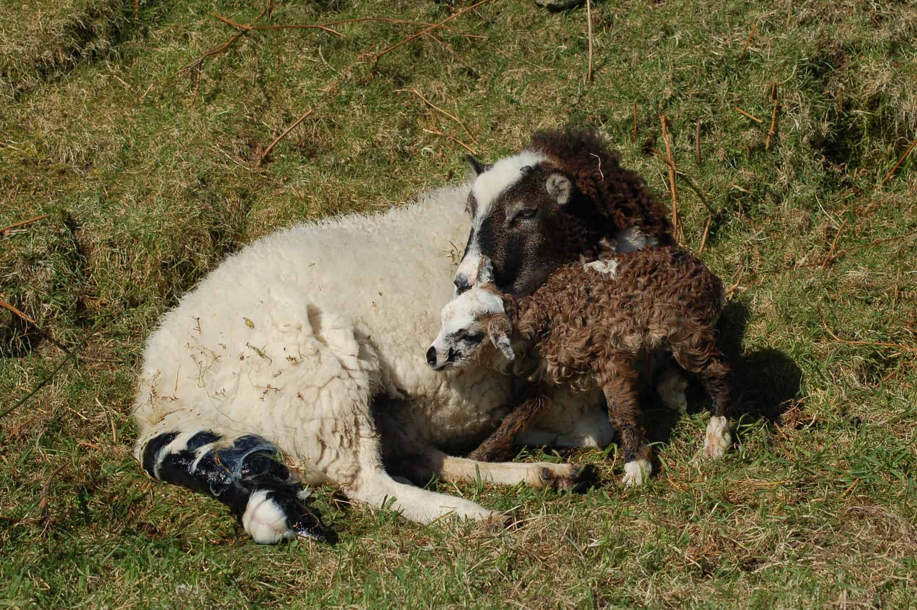 patchwork sheep soay cross shetland spotted ewe Fern newborn lambs