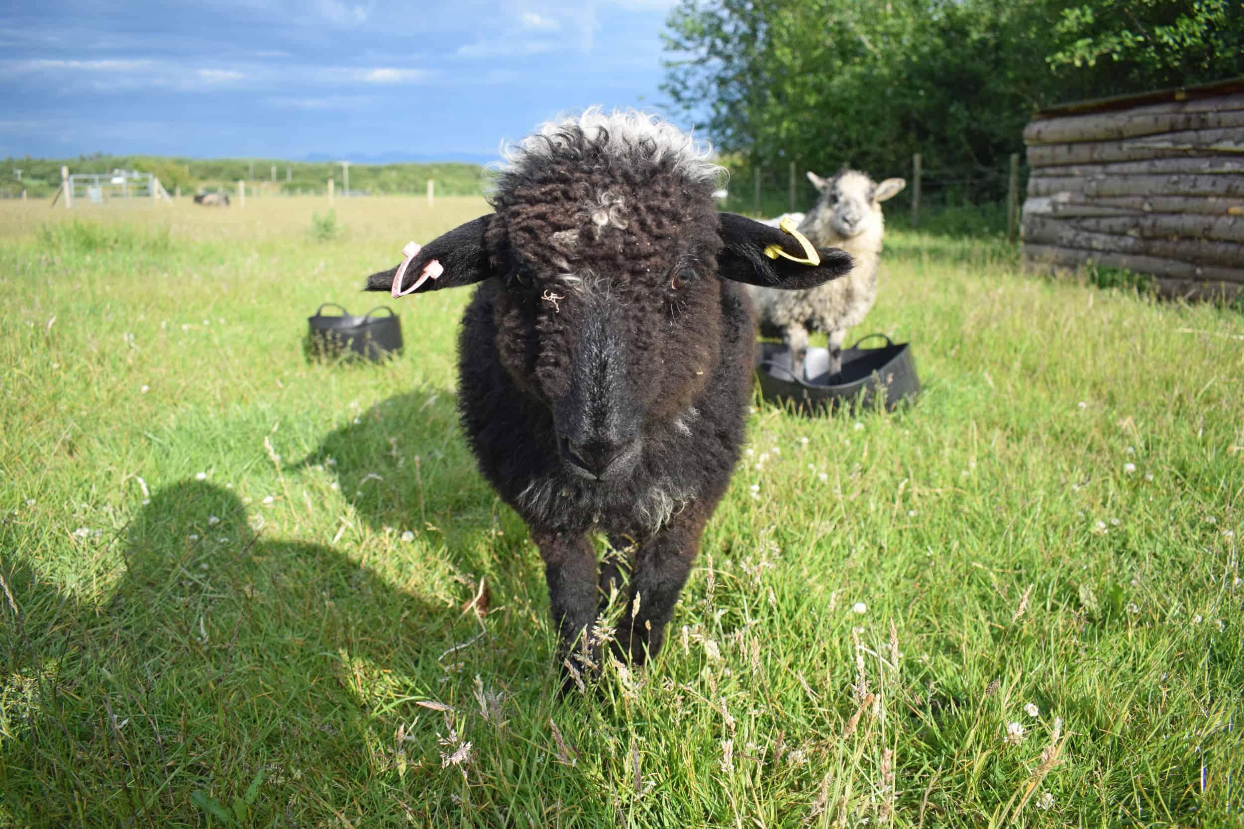 Huffle patchwork sheep lamb valais spitti blacknose cross bfl blue face leicester ewe lamb black