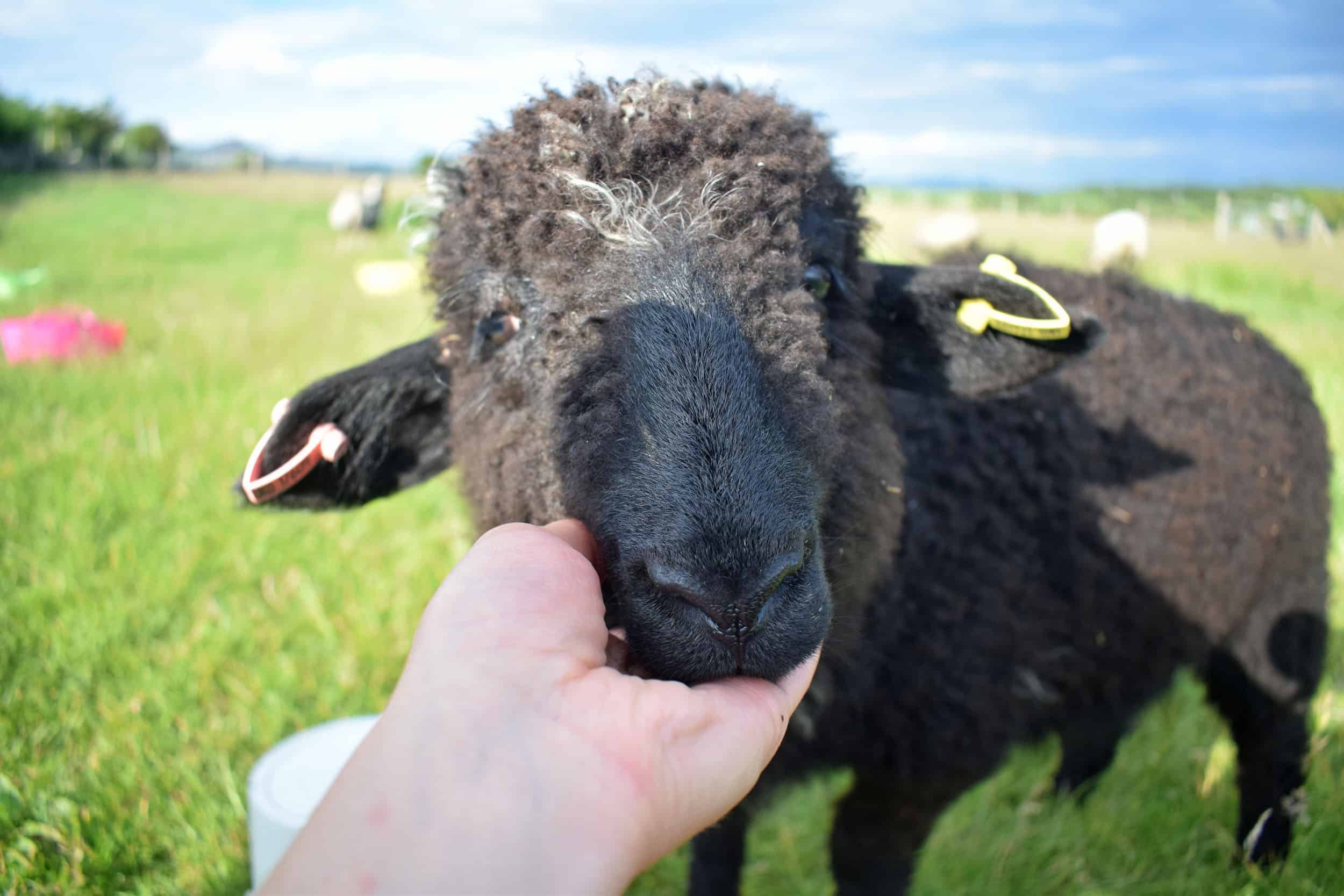 Huffle patchwork sheep lambing black sheep lamb valais spitti blacknose cross bfl blue face leicester ewe lamb black