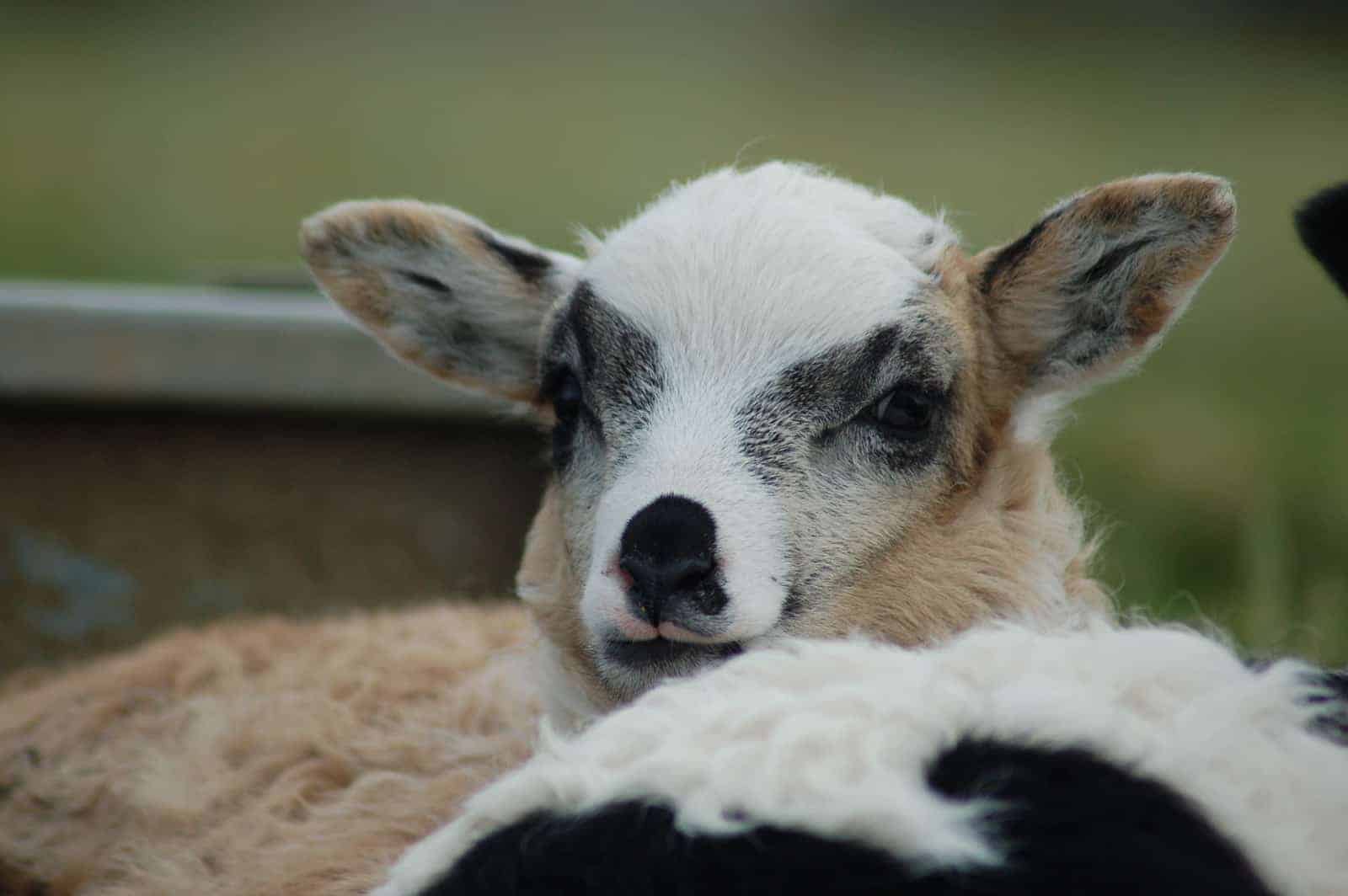 patchwork sheep smudge cute lamb golden soay cross shetland jacob sheep