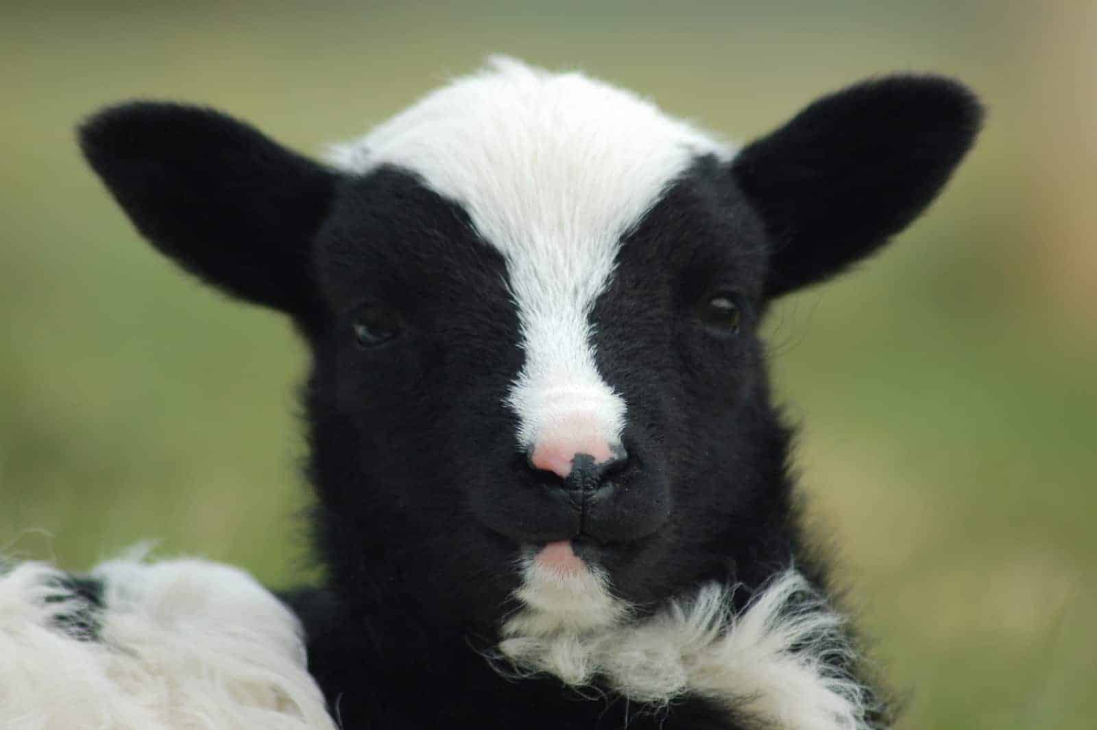 patchwork sheep phlox cute lamb black white soay shetland jackb cross sheep