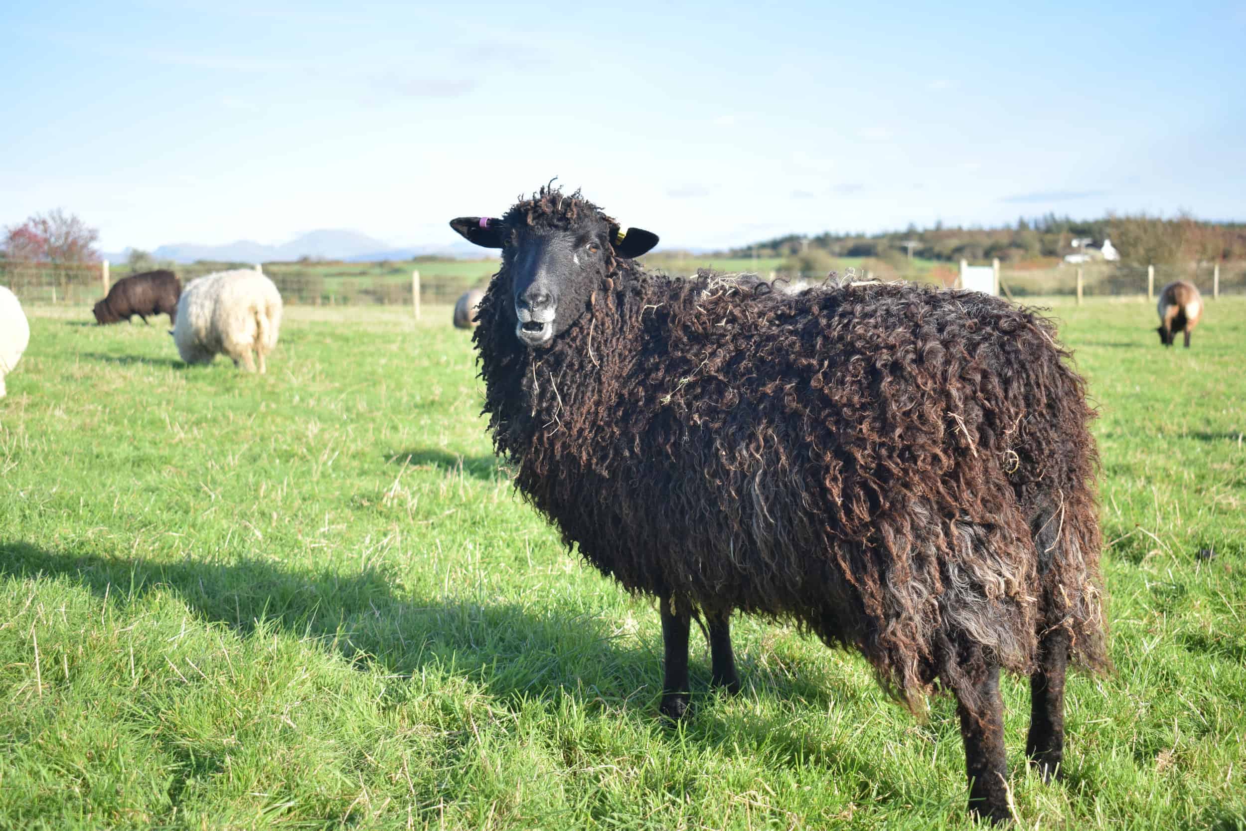 Tatty lamb races coloured leicester longwool shetland gotland sheep ewe lamb kind fibre sheep frendly ethical wool products cross 5