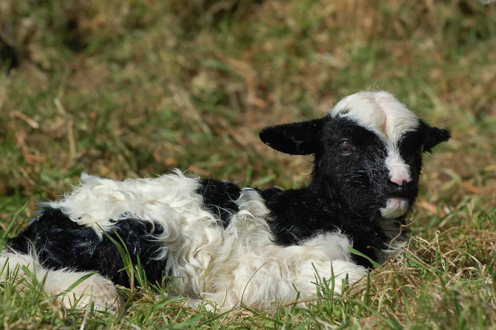 patchwork sheep newborn phlox cute lamb black white soay shetland jacob cross sheep 2