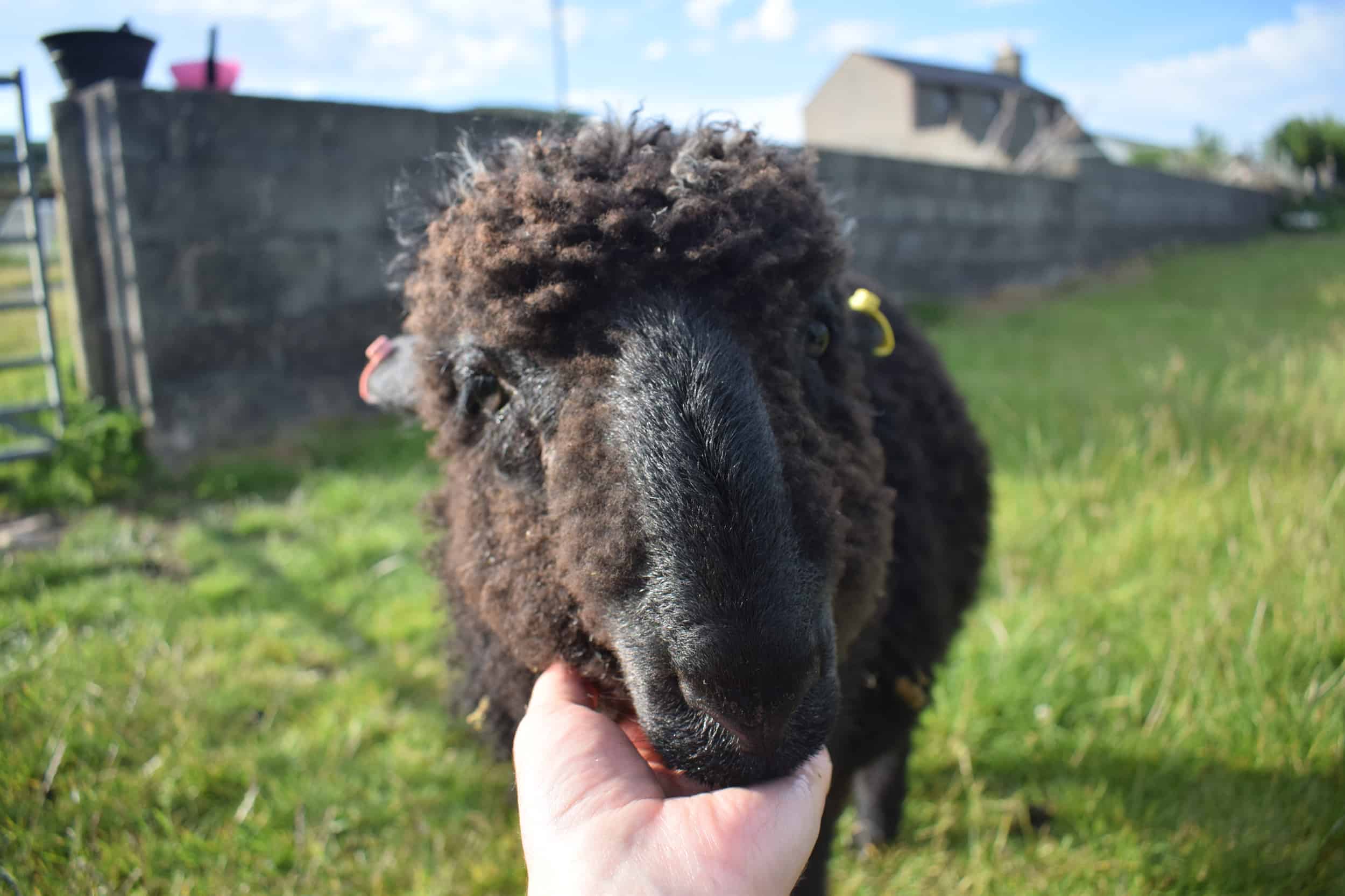 Griffin patchwork sheep pet black sheep lamb valais spitti blacknose cross bfl blue face leicester ram lamb black