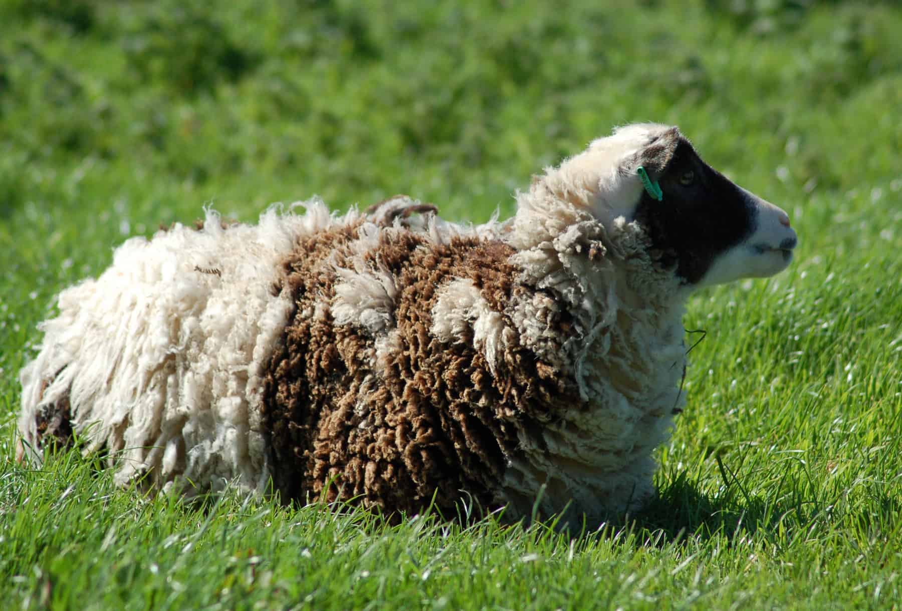patchwork sheep soay cross shetland spotted sheep Sweep primitive sheep
