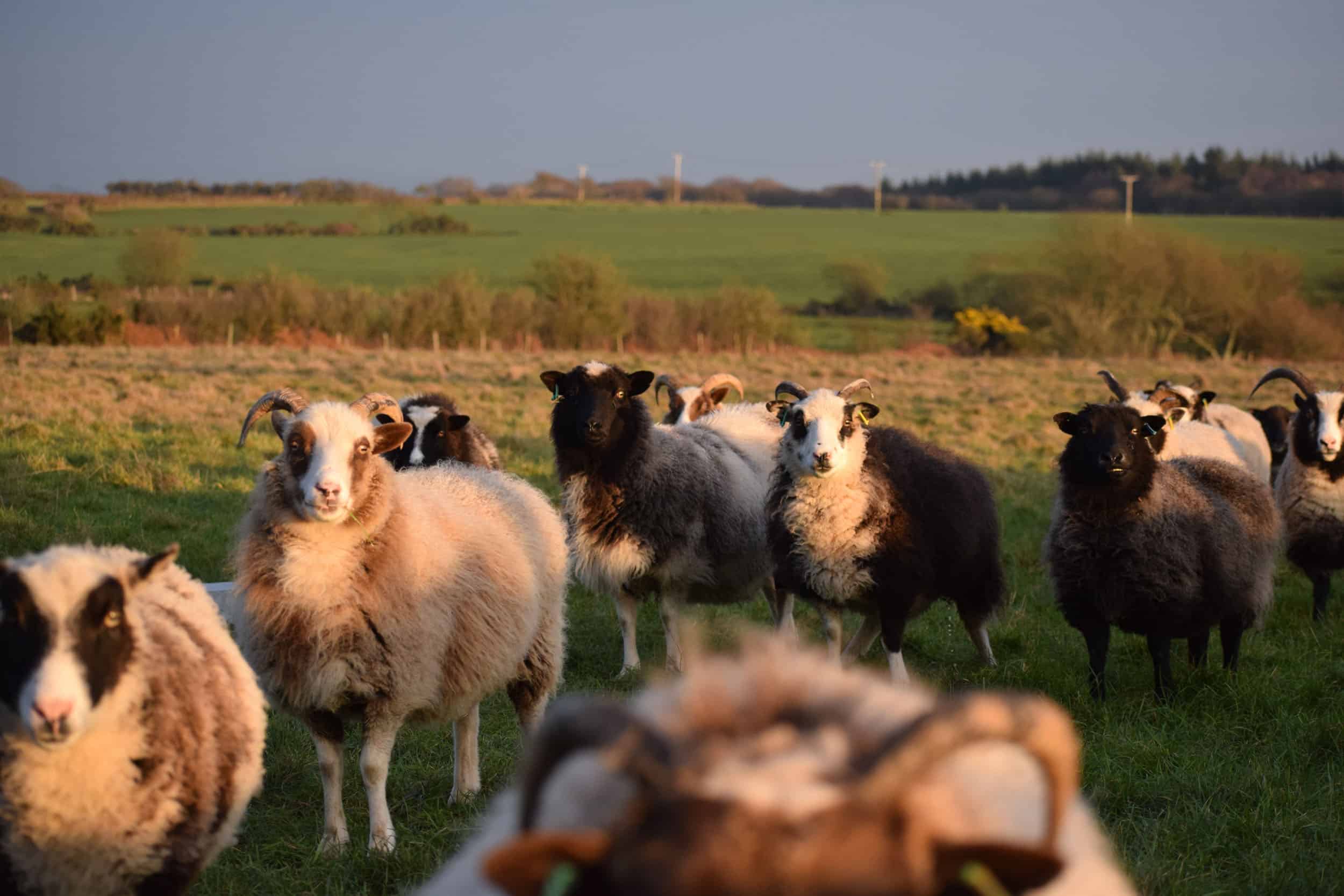 Marth patchwork sheep flock