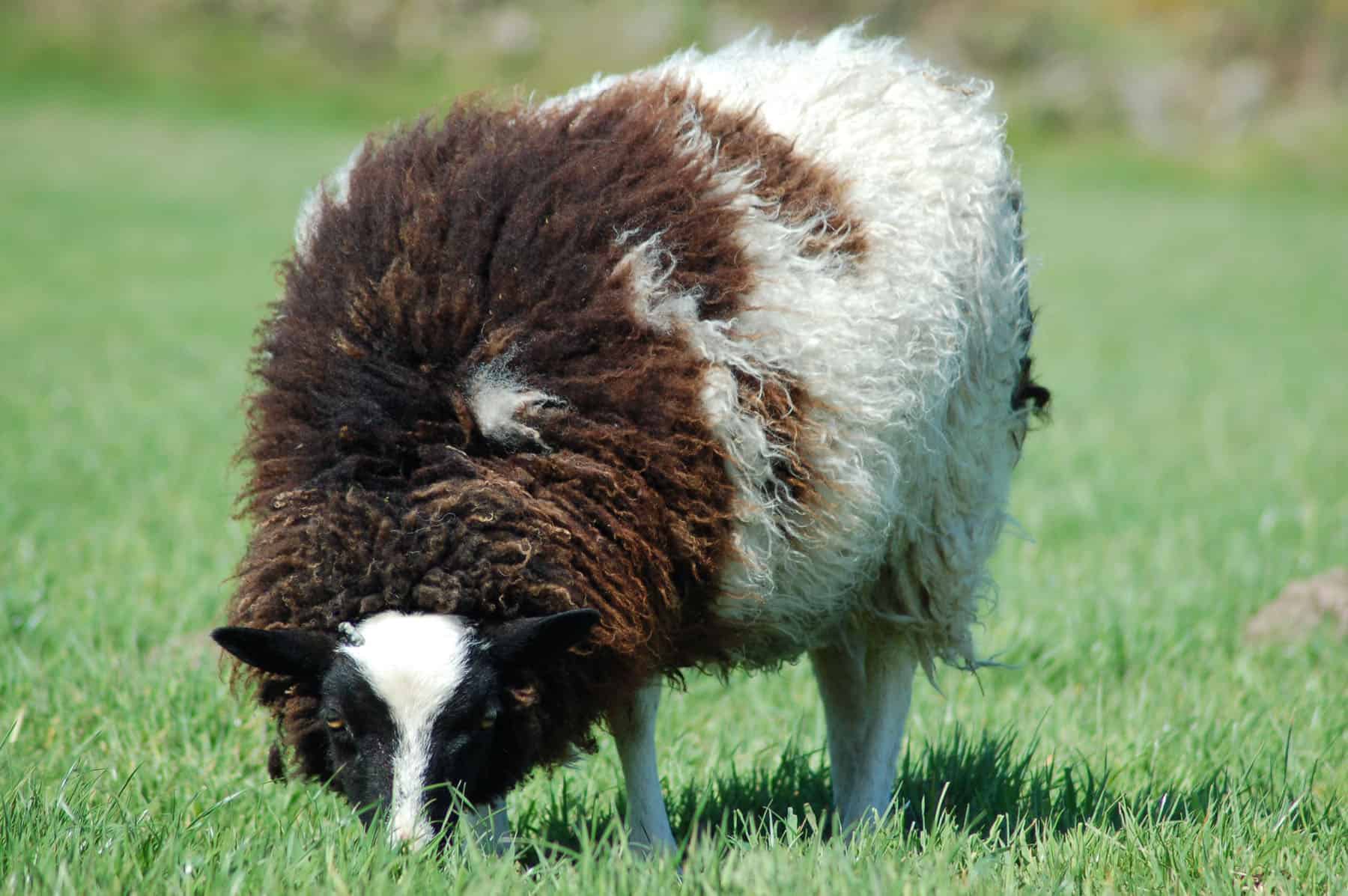 patchwork sheep phlox shearling black white soay shetland jacob cross sheep