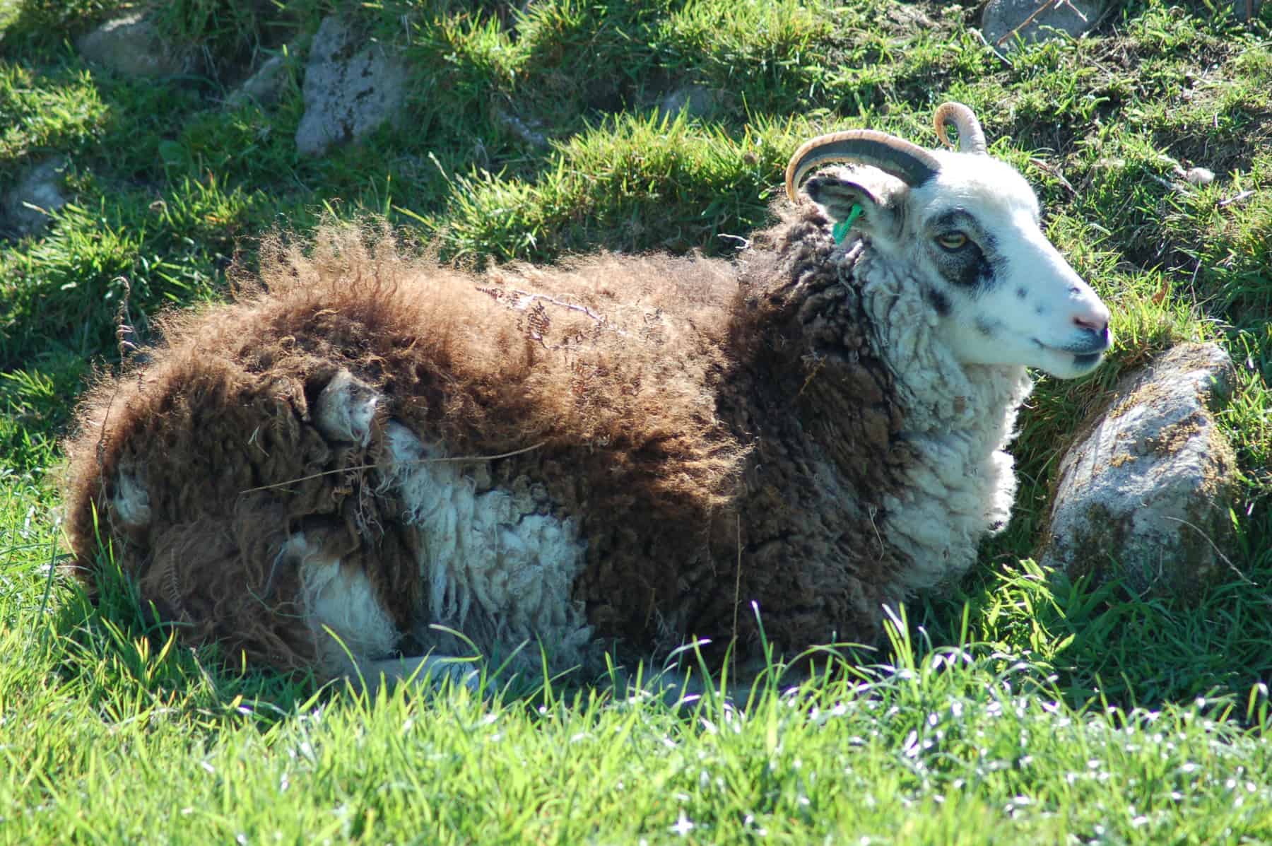 patchwork sheep blossom soay cross shetland sheep primitive sheep