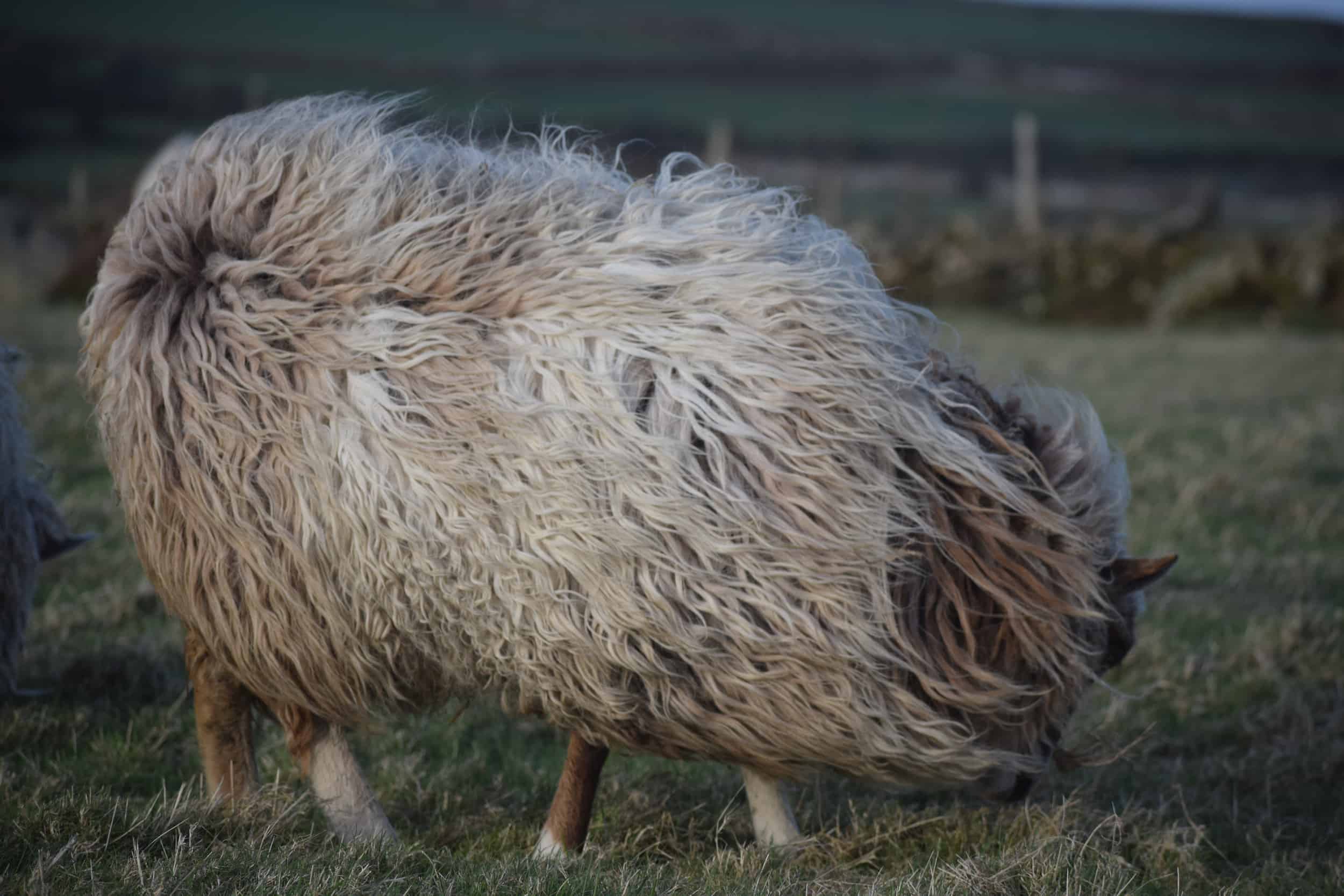 Dandelion felted fleece icelandic cross shetland jacob sheep grey moorit mouflon spotted pet sheep wool gifts