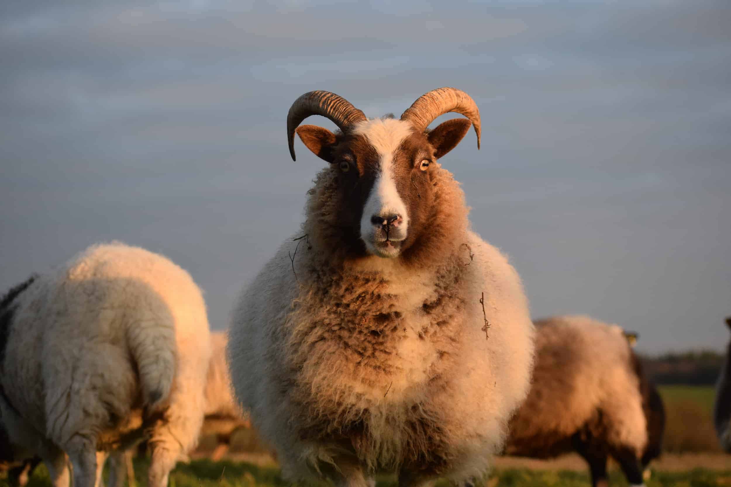 Marmalade sunset moorit spotted patchwork sheep ethical wool soay shetland jacob sheep