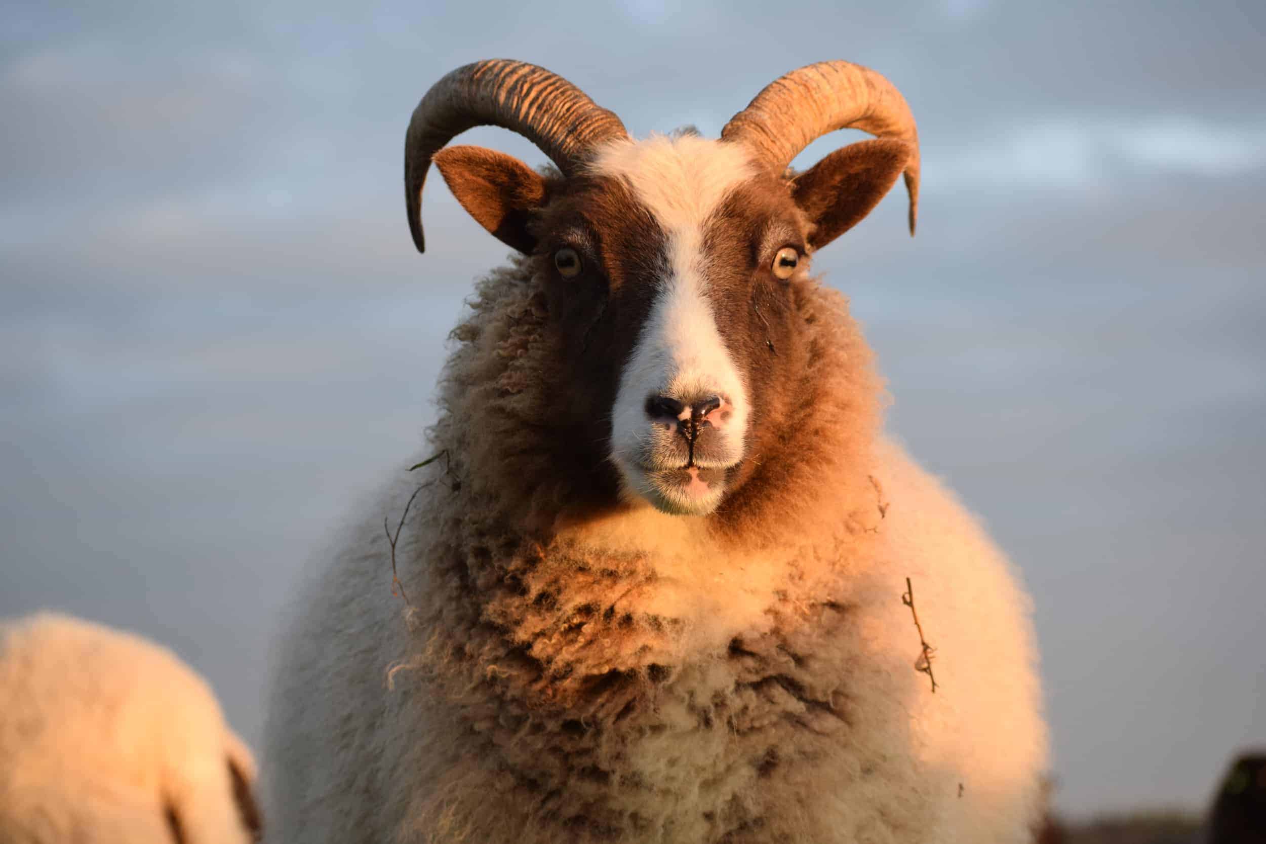 Marmalade sunset ginger moorit spotted patchwork sheep ethical wool soay shetland jacob sheep