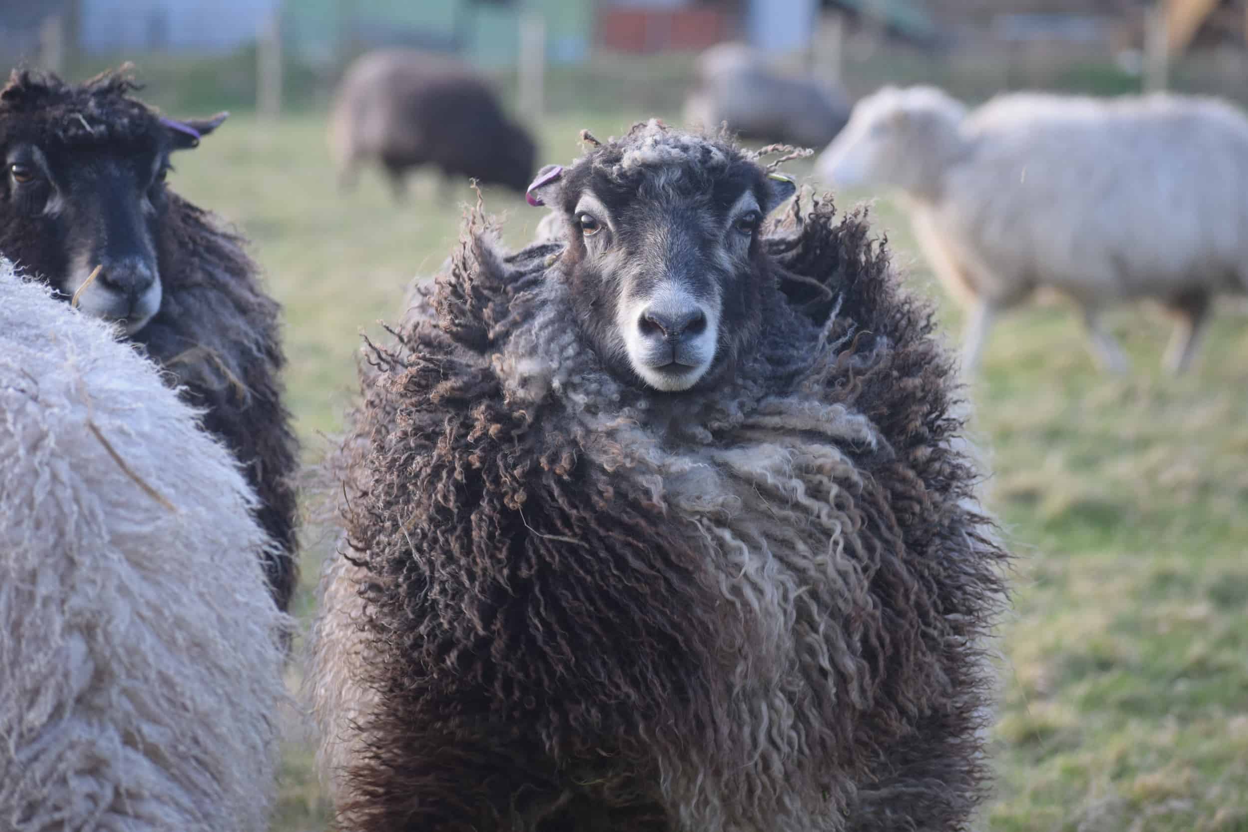 Jemima sheep farm animals coloured leicester longwool gotland sheep shetland ewe lamb kind fibre british wool grey amazing fleeces diva