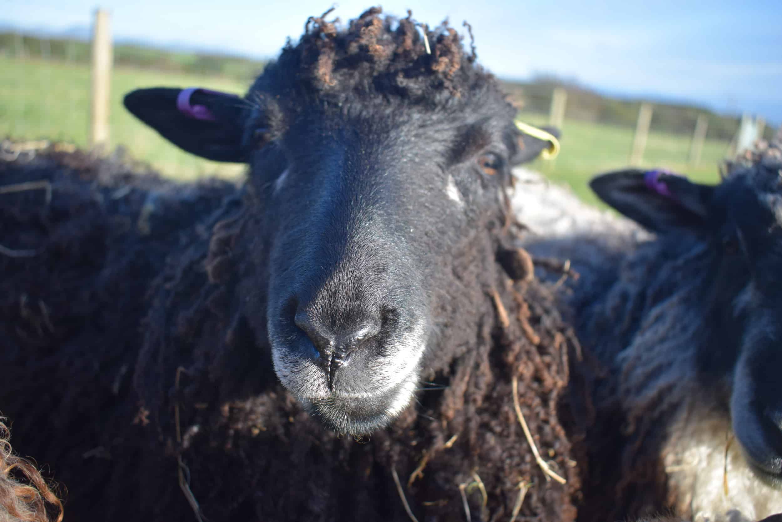 Tatty longwool lamb races coloured leicester longwool shetland gotland sheep ewe lamb kind fibre sheep frendly ethical wool products cross 5