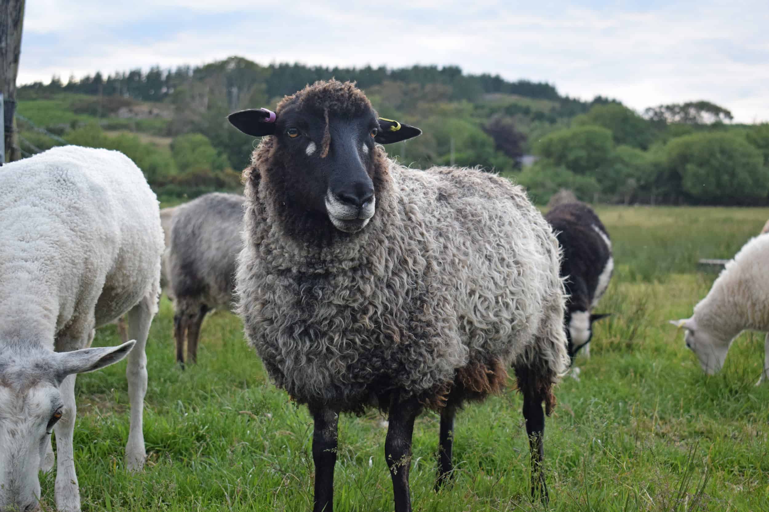 Tatty coloured leicester longwool cross gotland shetland shearling ewe felted fleece rug
