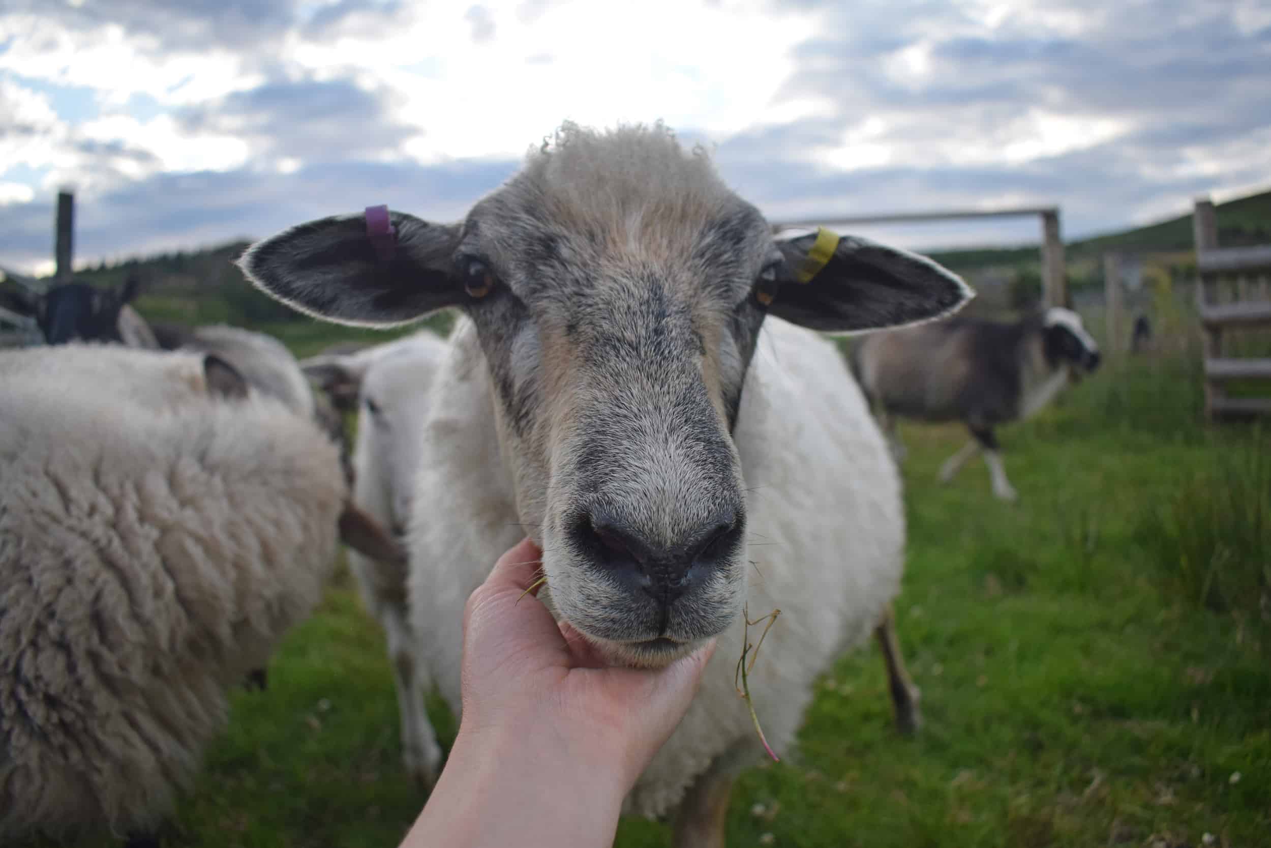 Jemima sheep coloured leicester longwool cross gotland shetland shearling ewe felted fleece rug