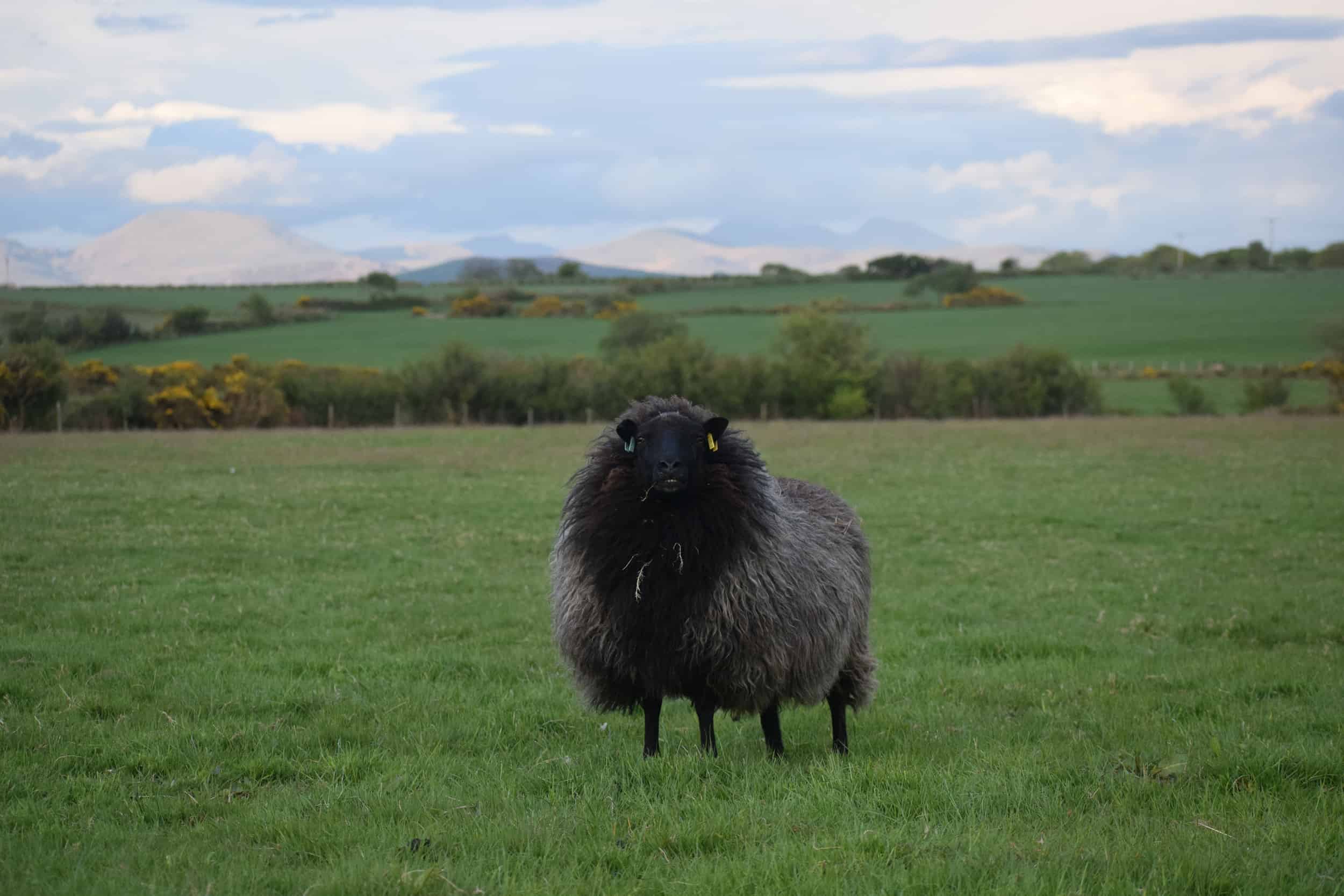 Gem black welsh mountain jacob shetland cross sheeo wild hairy black beauty 3