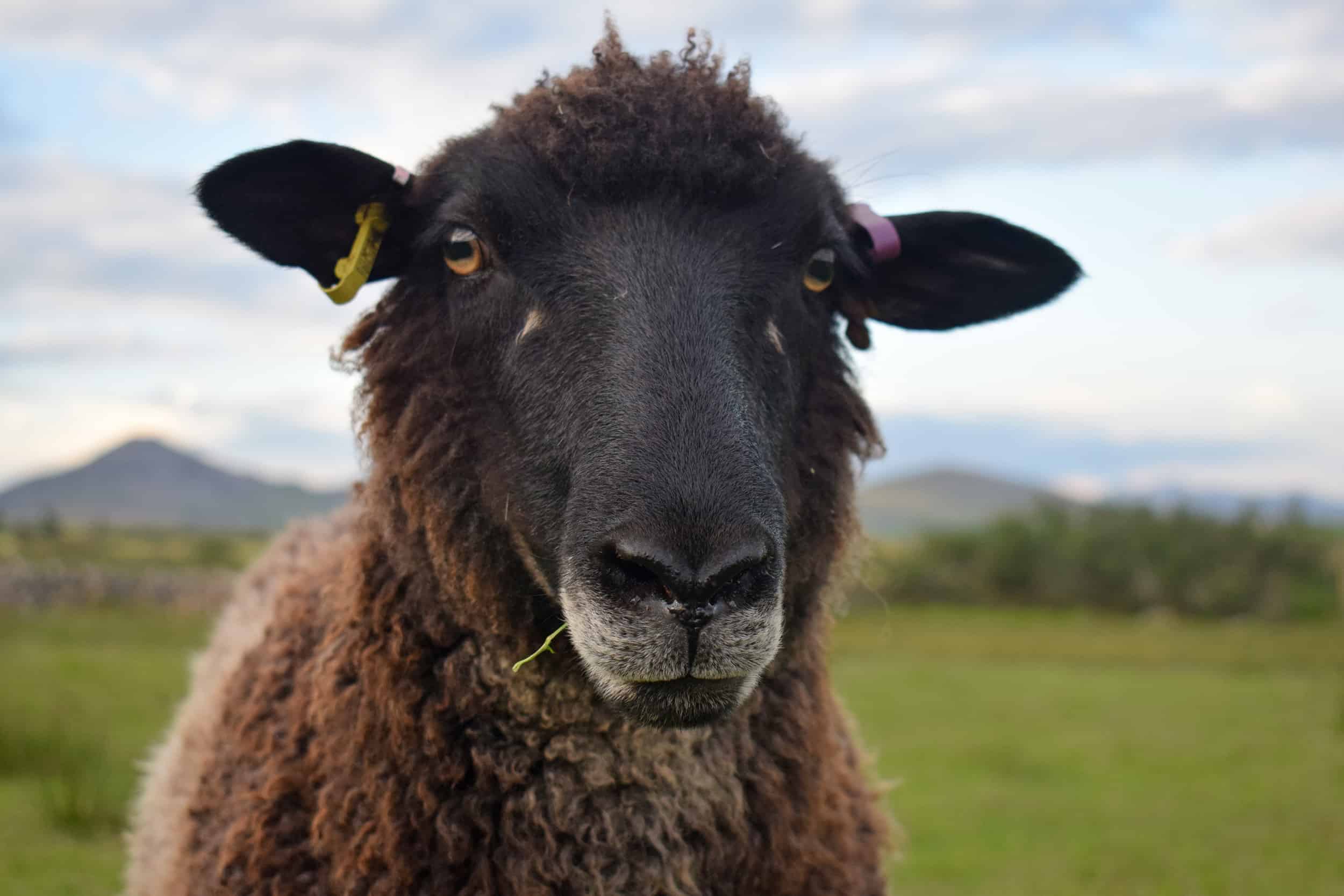 Jasmine coloured leicester longwool cross gotland shetland shearling ewe patchwork sheep