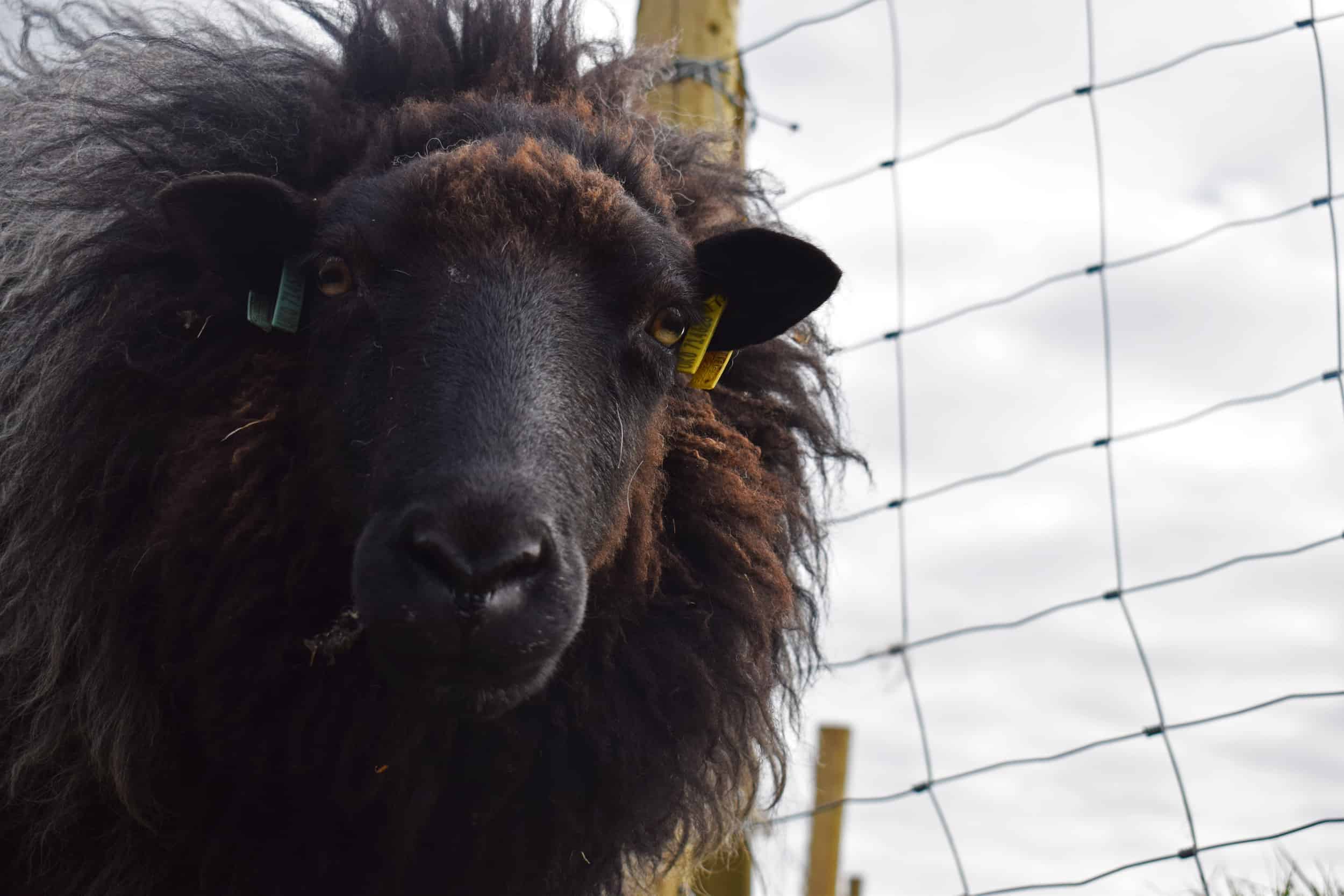 Gem black welsh mountain jacob shetland cross sheeo wild hairy black beauty