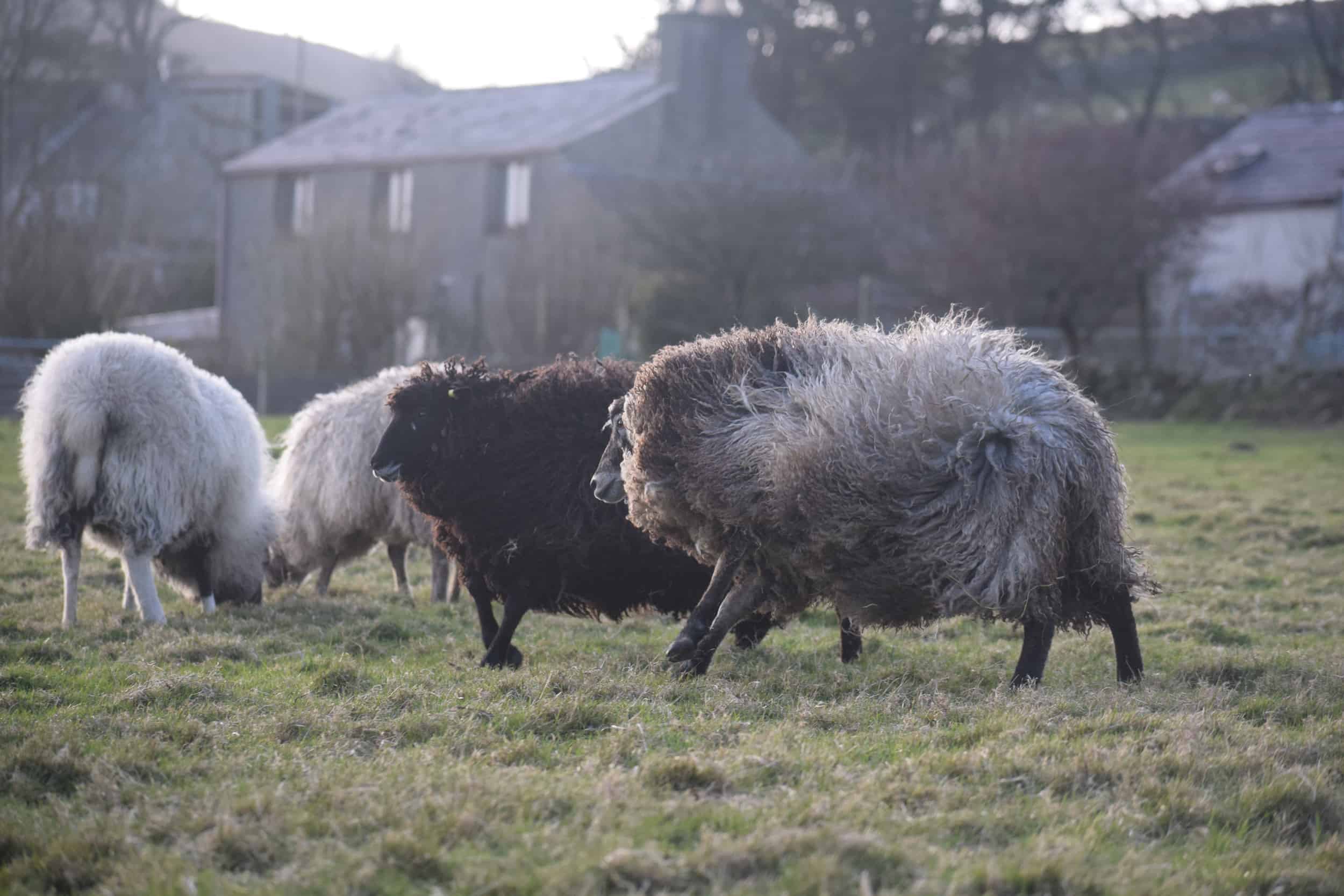 Tatty lamb races coloured leicester longwool shetland gotland sheep ewe lamb kind fibre sheep frendly ethical wool products cross  2