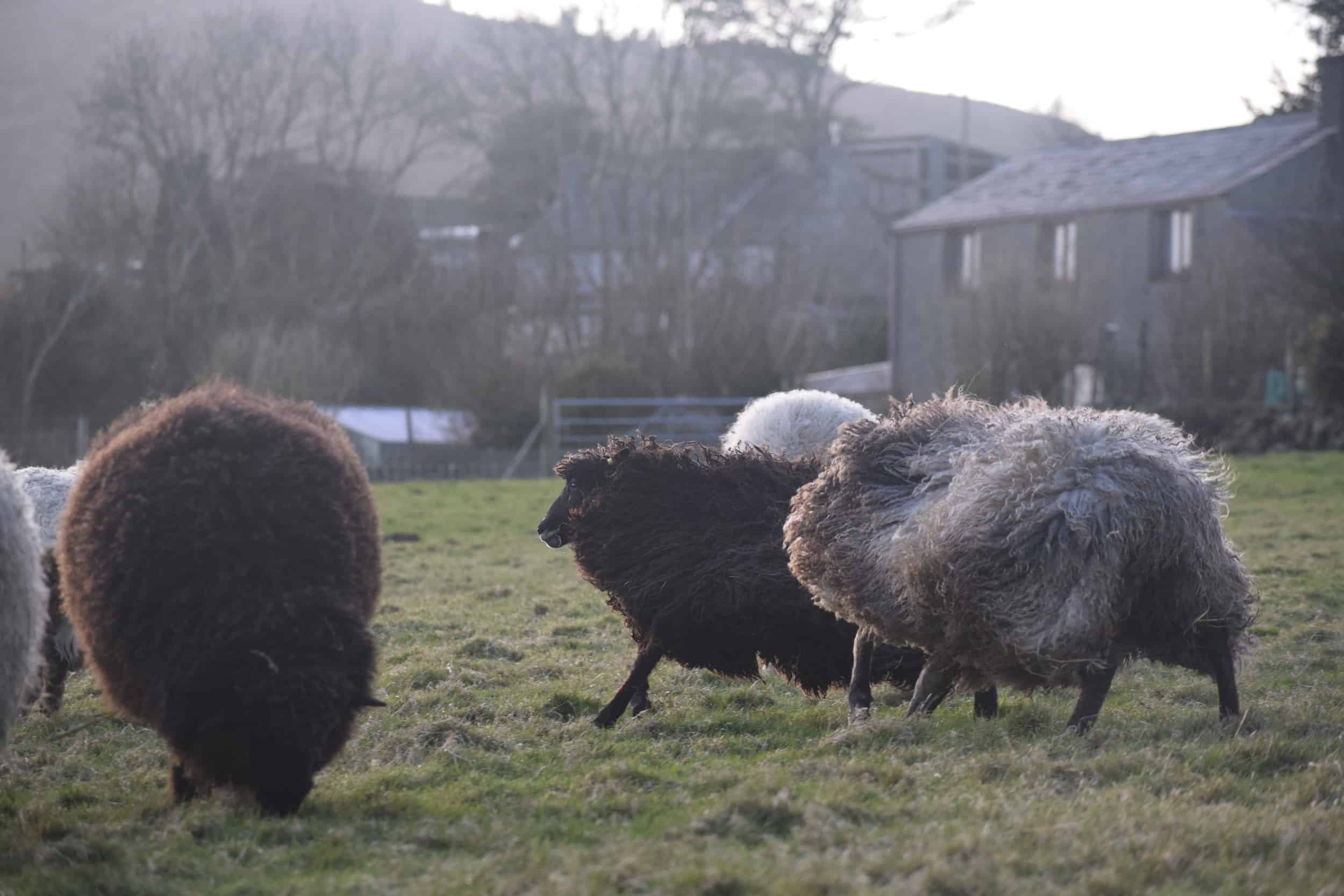 Jemima sheep farm animals coloured leicester longwool gotland sheep shetland ewe lamb kind fibre british wool grey amazing fleeces