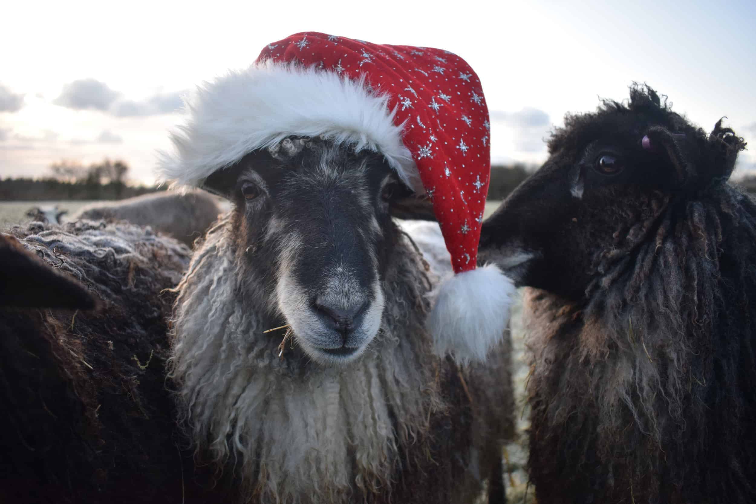 Jemima sheep santa hat christmas farm animals coloured leicester longwool gotland sheep shetland