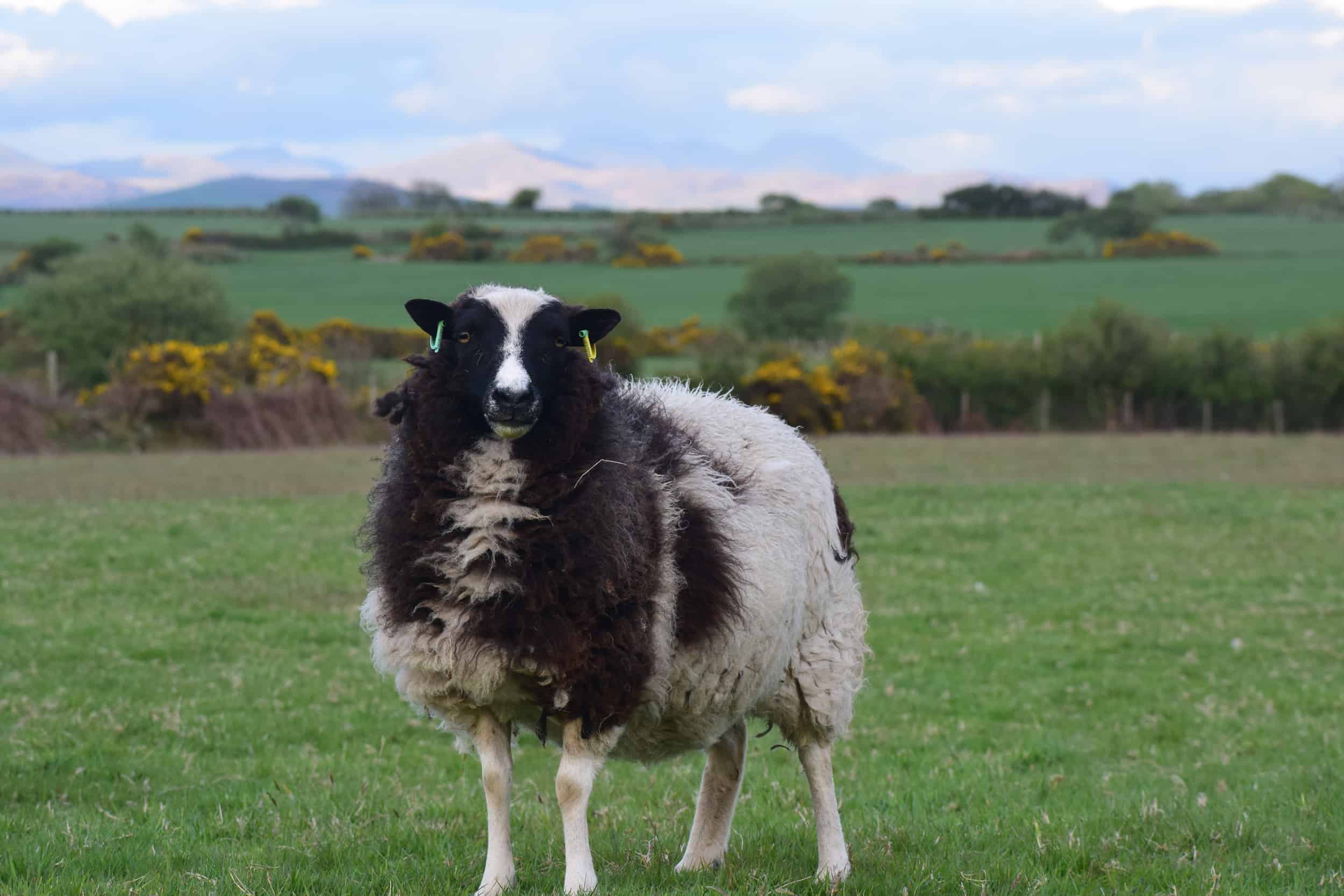 patchwork sheep phlox ewe black white soay shetland jacob cross sheep