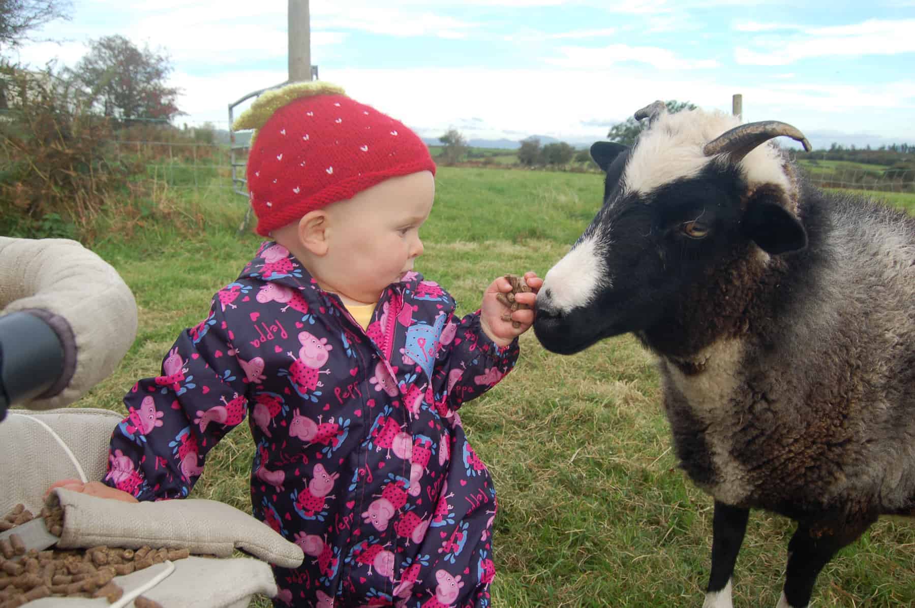 Holly pet lamb sheep jacob cross shetland spotted black grey white wales gwynedd kids farm life 2