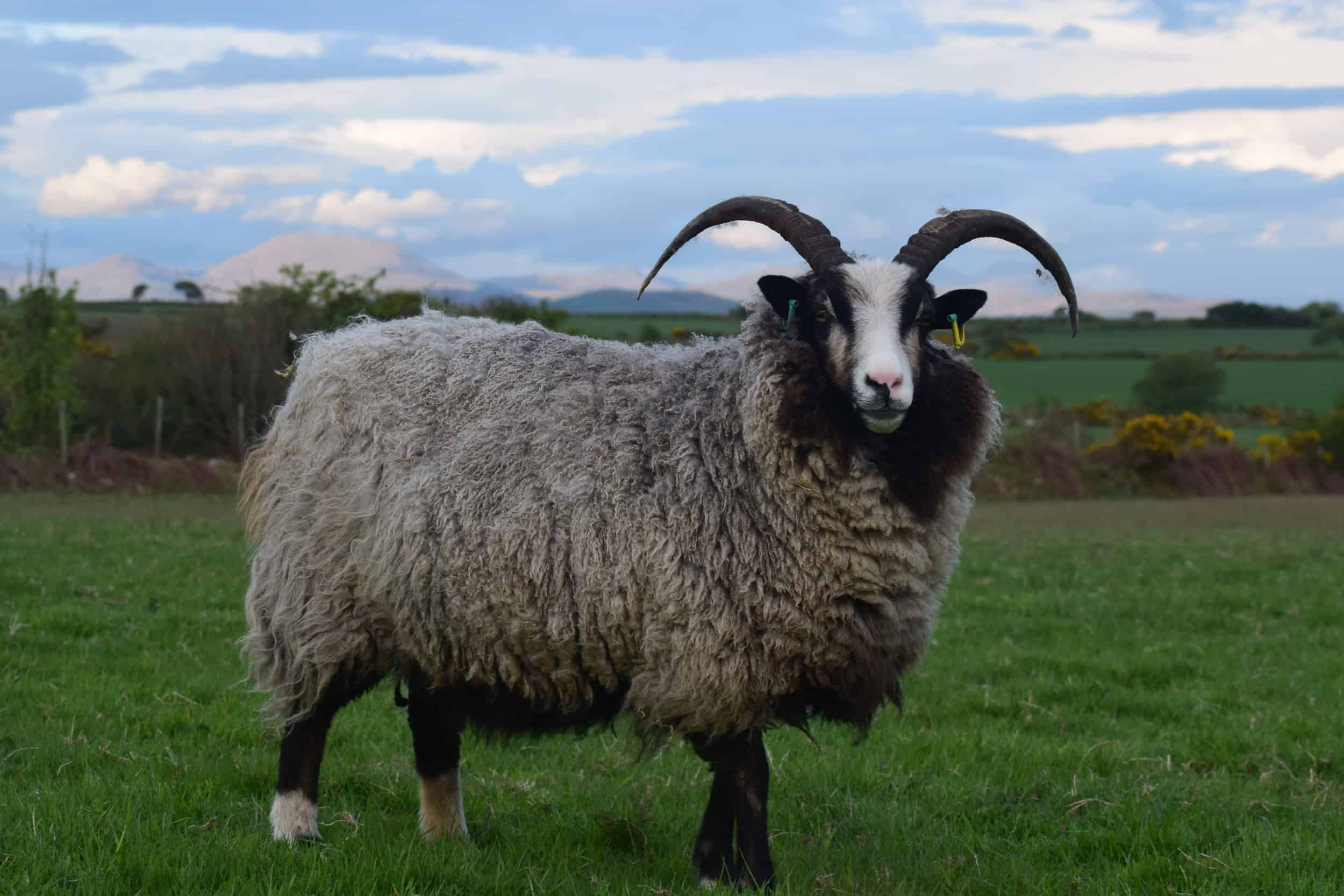 Poppy magnificent horns katmoget badgerface shetland cross jacob sheep lamb cute