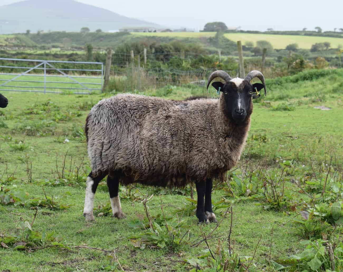 Minnie jacob cross shetland sheep patchwork sheep kind fibre old pic