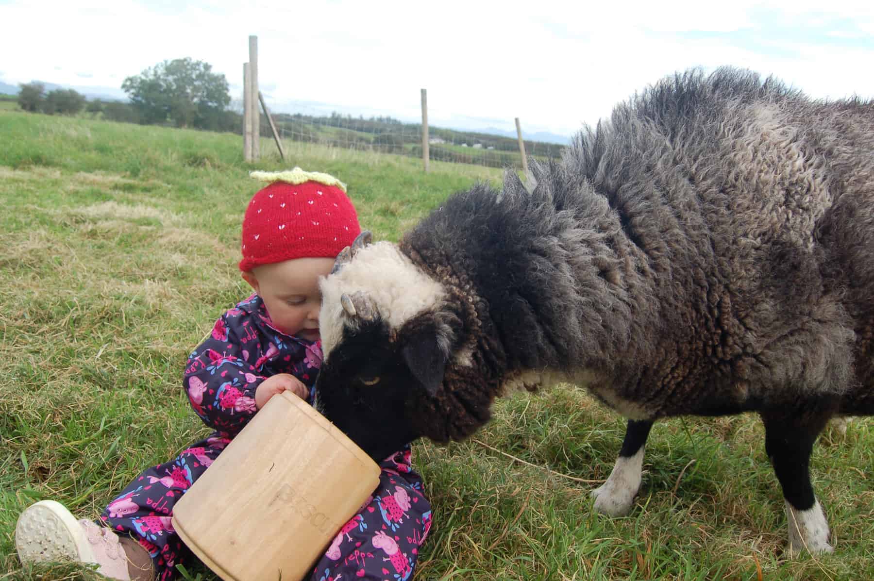 Holly pet lamb sheep jacob cross shetland spotted black grey white wales gwynedd kids farm life