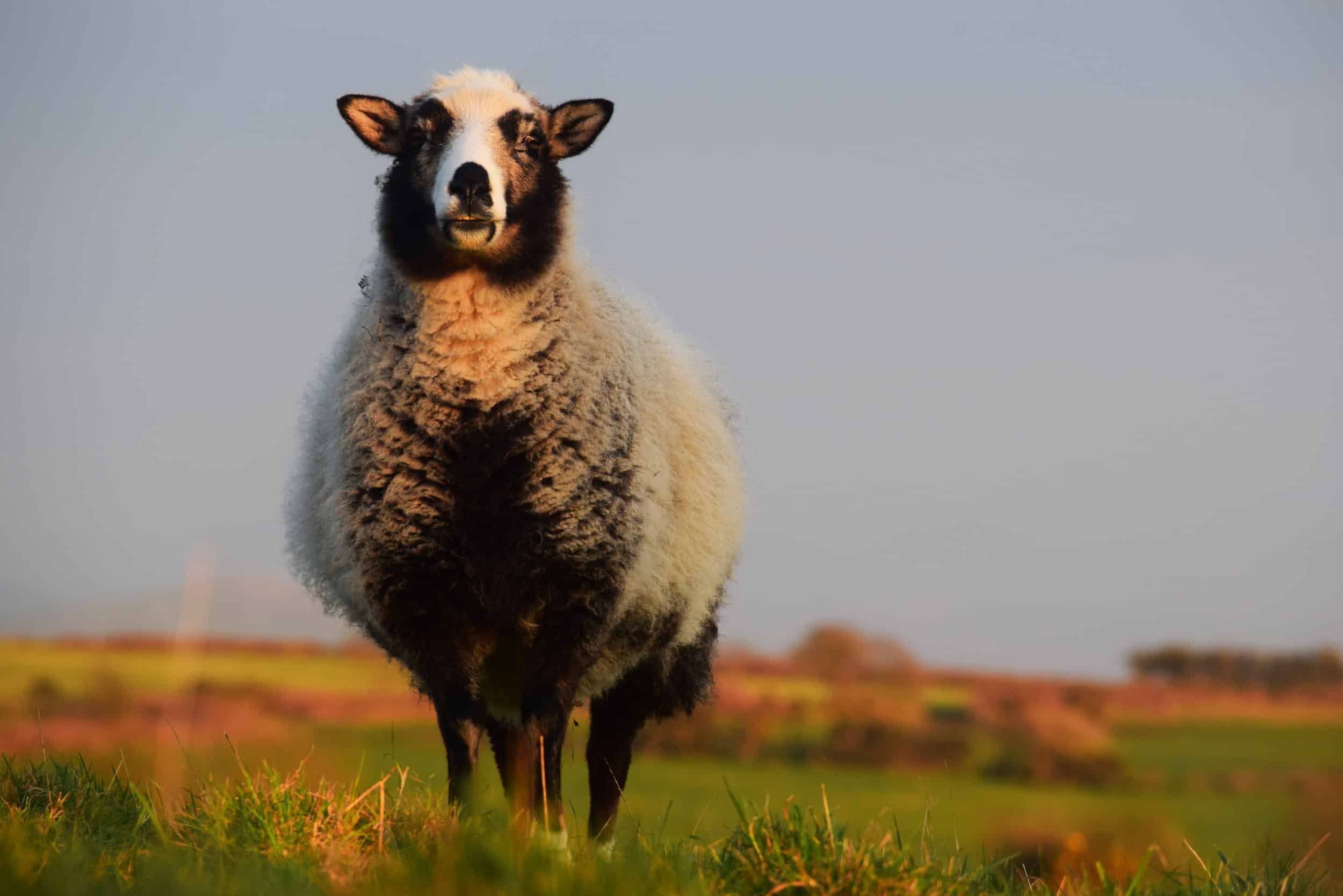 patchwork sheep smiling sunset smudge cute lamb golden soay cross shetland jacob sheep