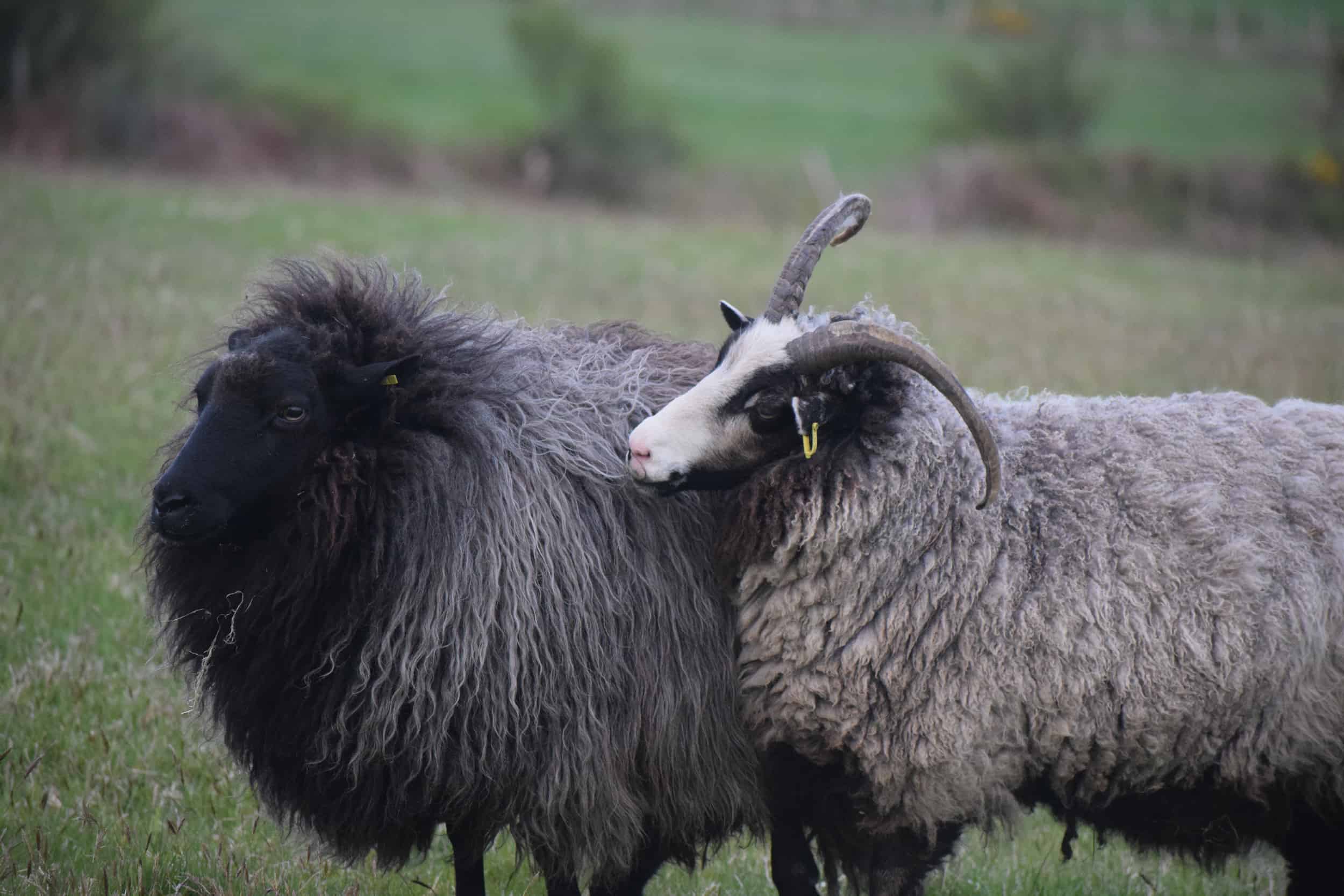 Poppy gem sheep playing katmoget badgerface shetland cross jacob sheep lamb cute