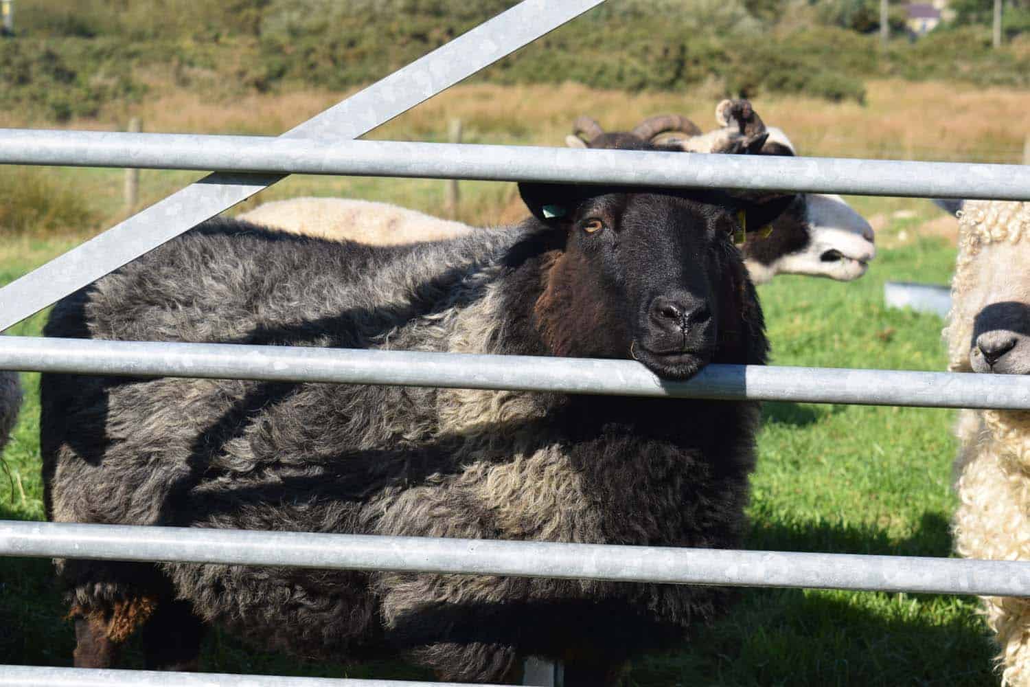 gem black welsh mountain cross jacob sheep ewe