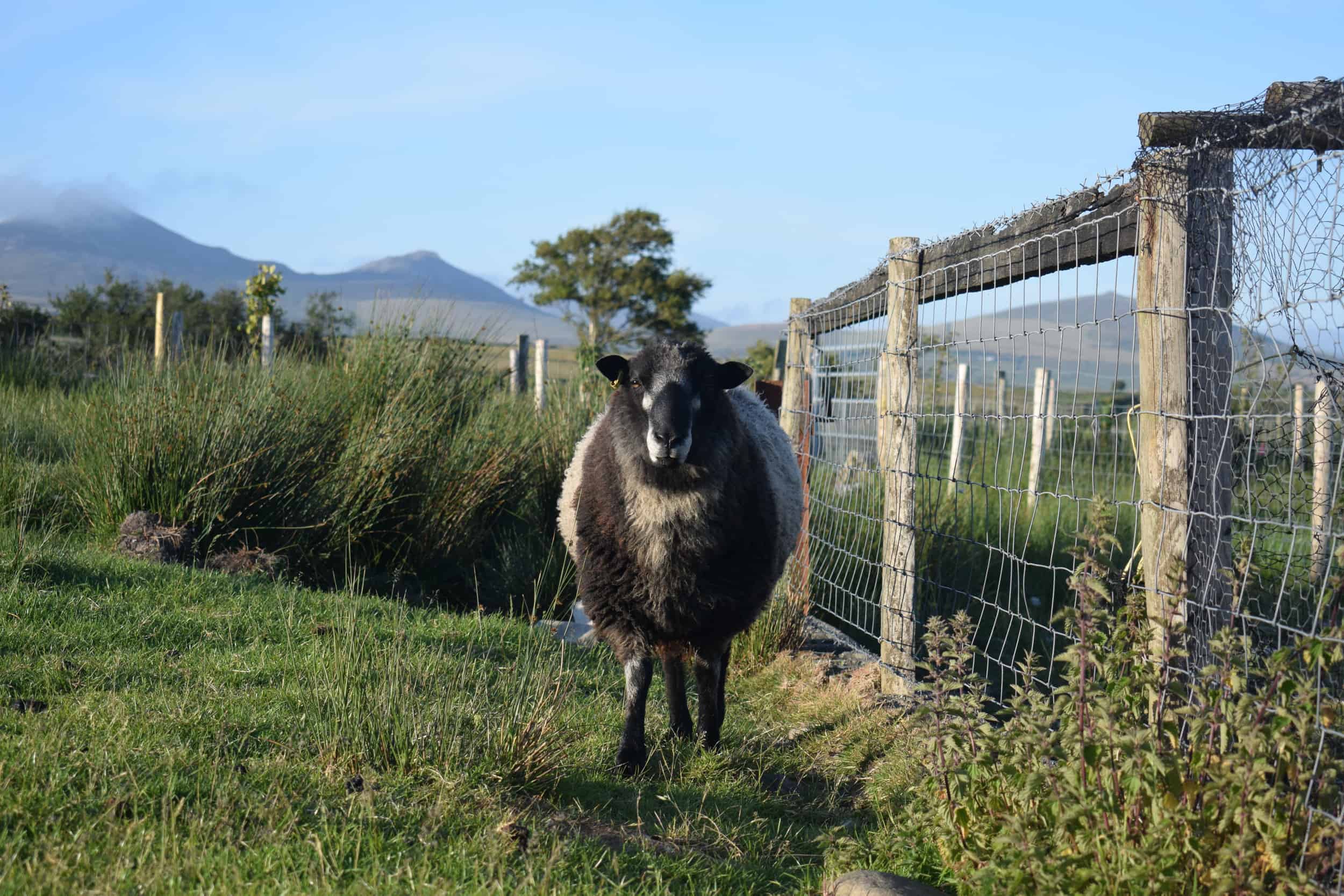 Bruno yearling ram coloured leicester longwool gotland shetland sheep crossbreed english blue kind fibre