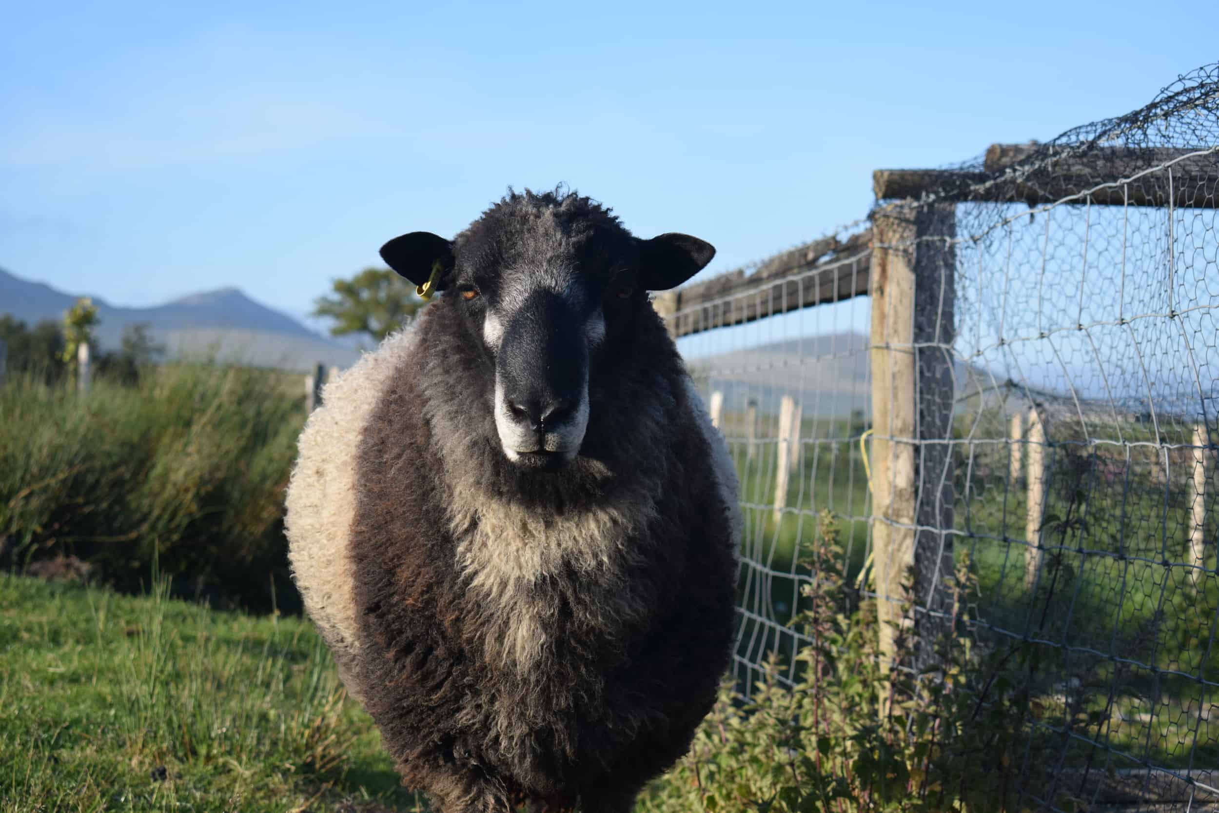 Bruno yearling ram coloured leicester longwool gotland shetland sheep crossbreed english blue kind fibre 4