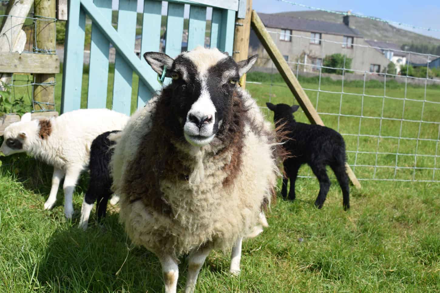 patchwork sheep soay cross shetland spotted ewe pretty Fern