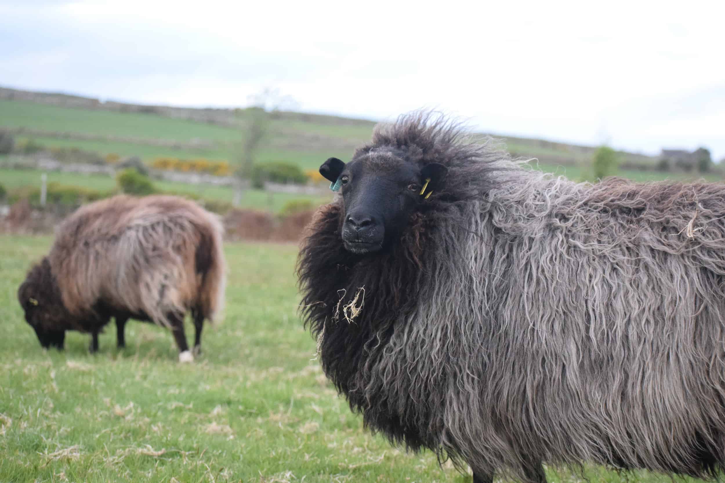 Gem black welsh mountain jacob shetland cross sheeo wild hairy black beauty 5