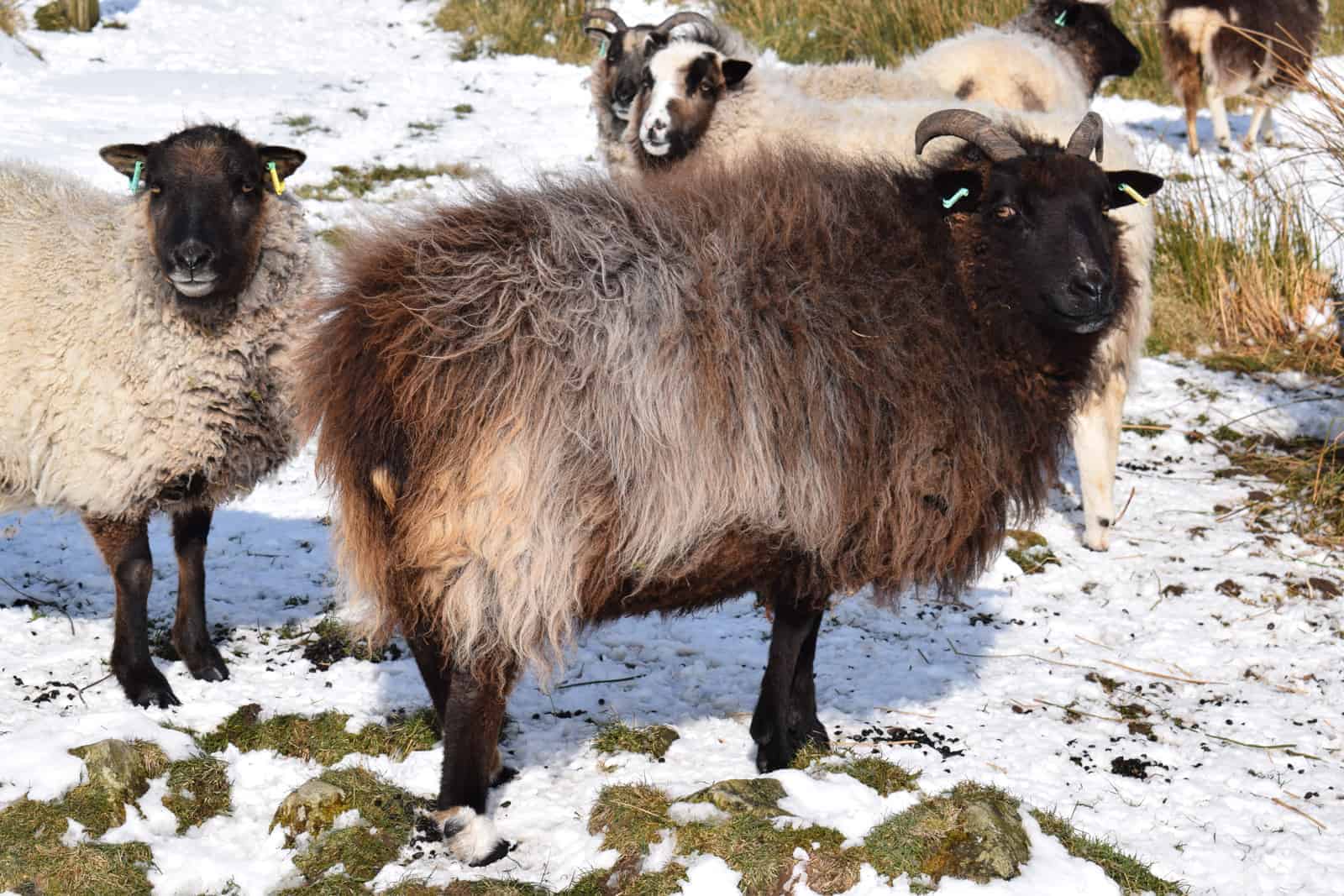 Magic snow winter sheep jacob cross shetland magical patchwork sheep