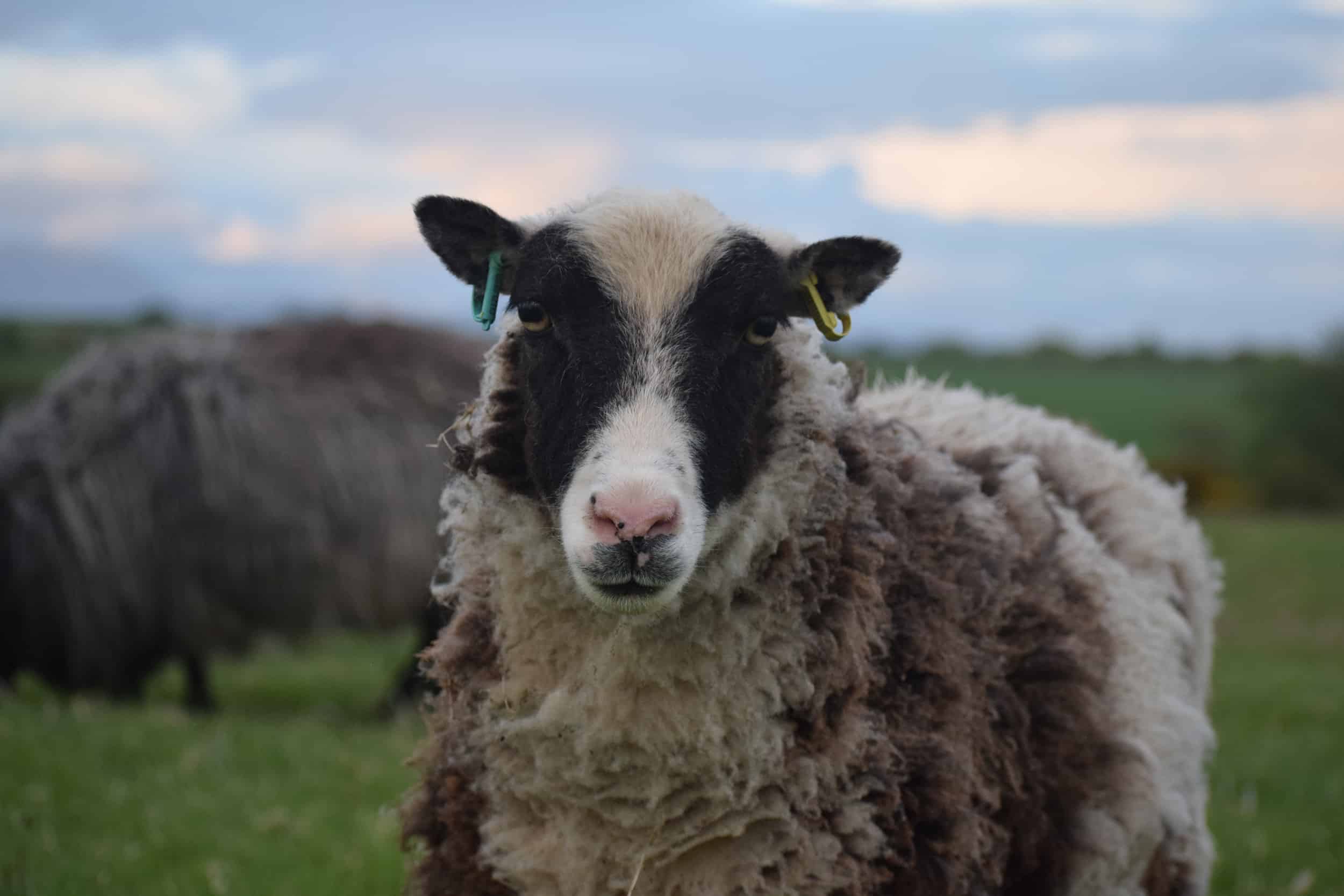patchwork sheep soay cross shetland spotted ewe Sweep